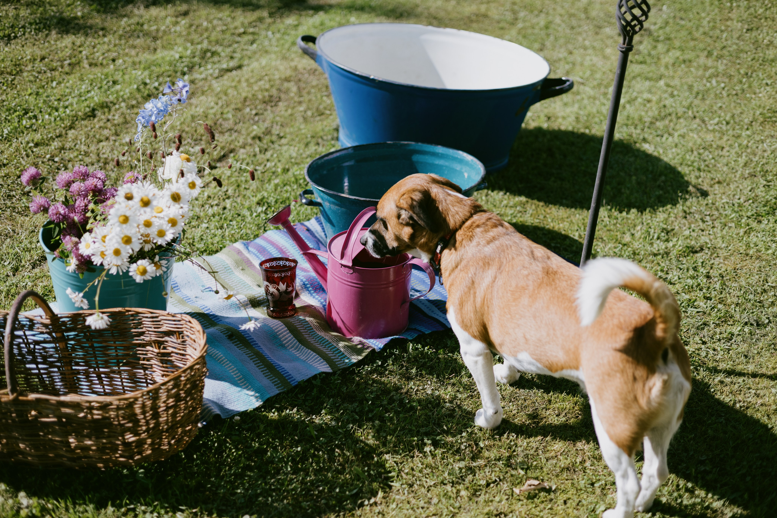 Vasara sode. Портретный фотограф Александра Самозванова