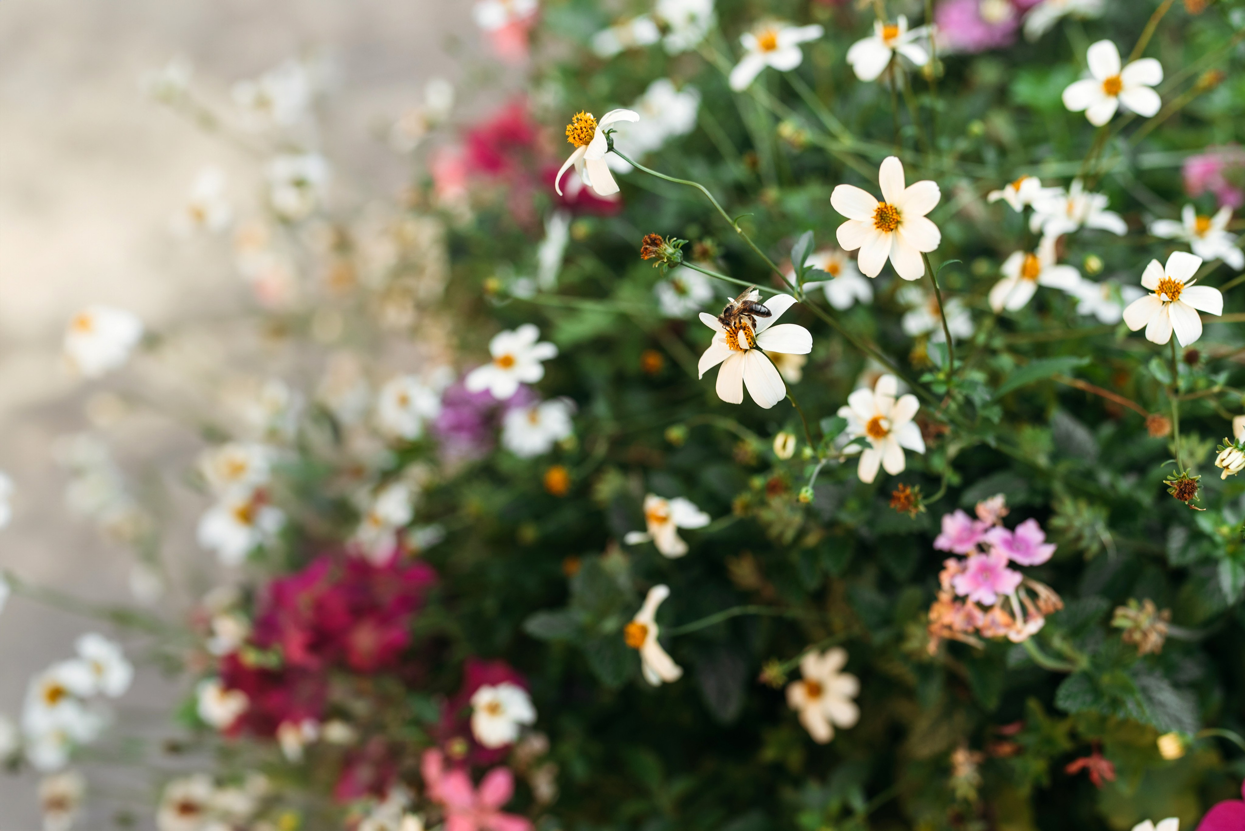 Trier. Familien- und Hochzeitsfotografin. Ich arbeite in Koblenz und Rheinlan