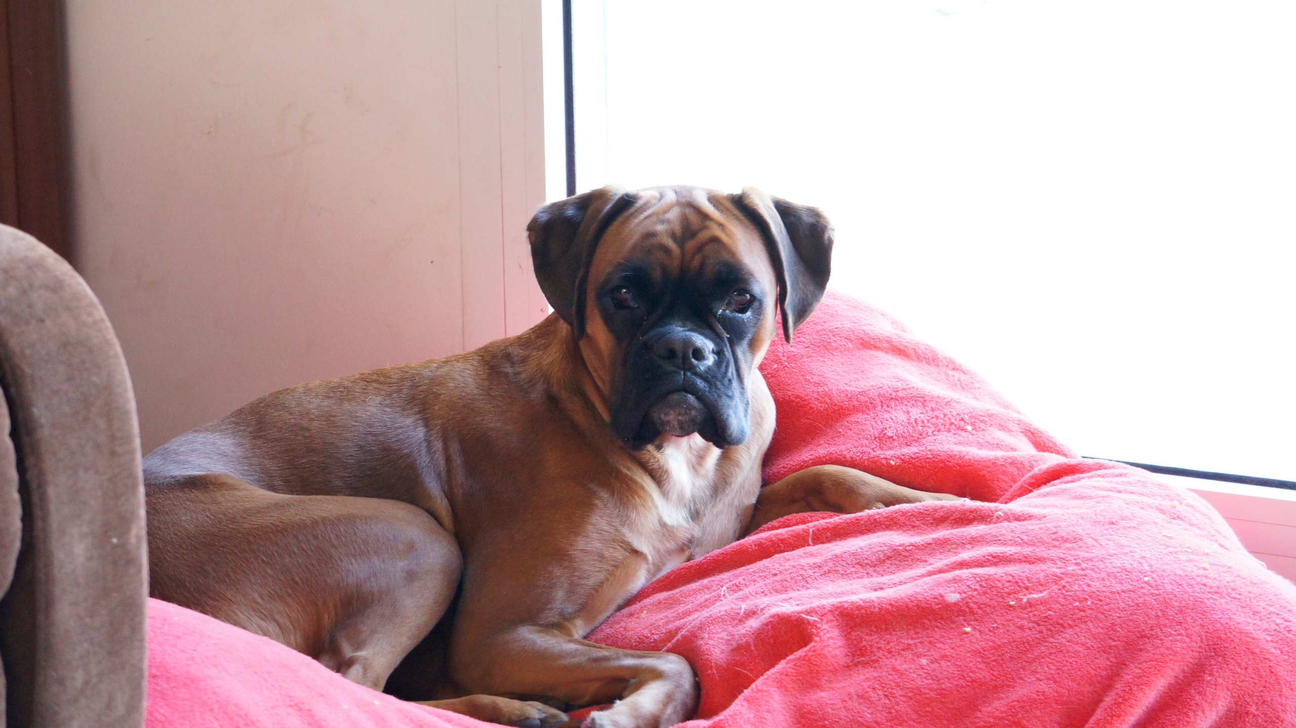 My ״Star״ Boxer Dog