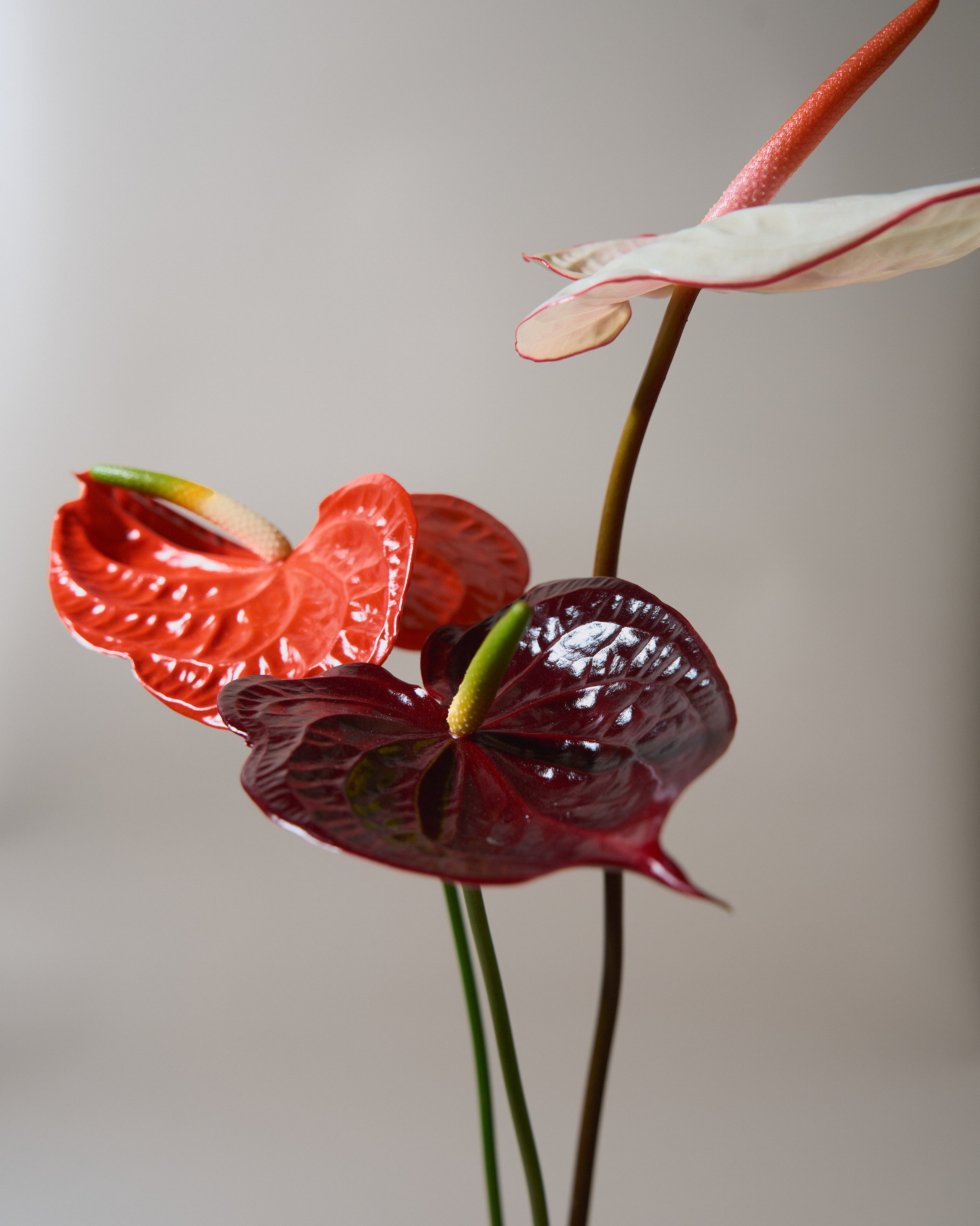 Flowers. Your creative photographer and professional retoucher