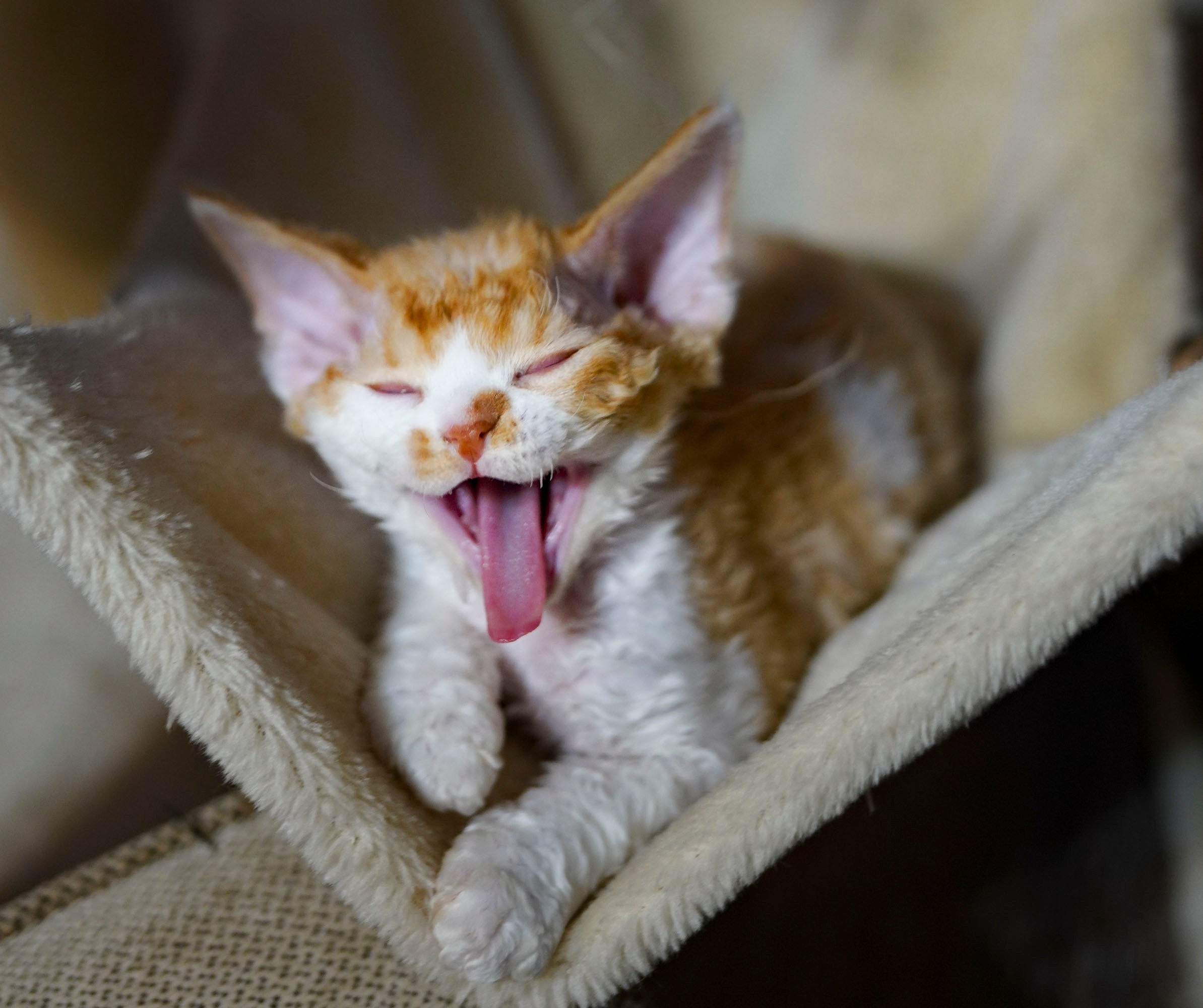 Adopting a kitten. Photographer Irina Kozhemyakina. Houston