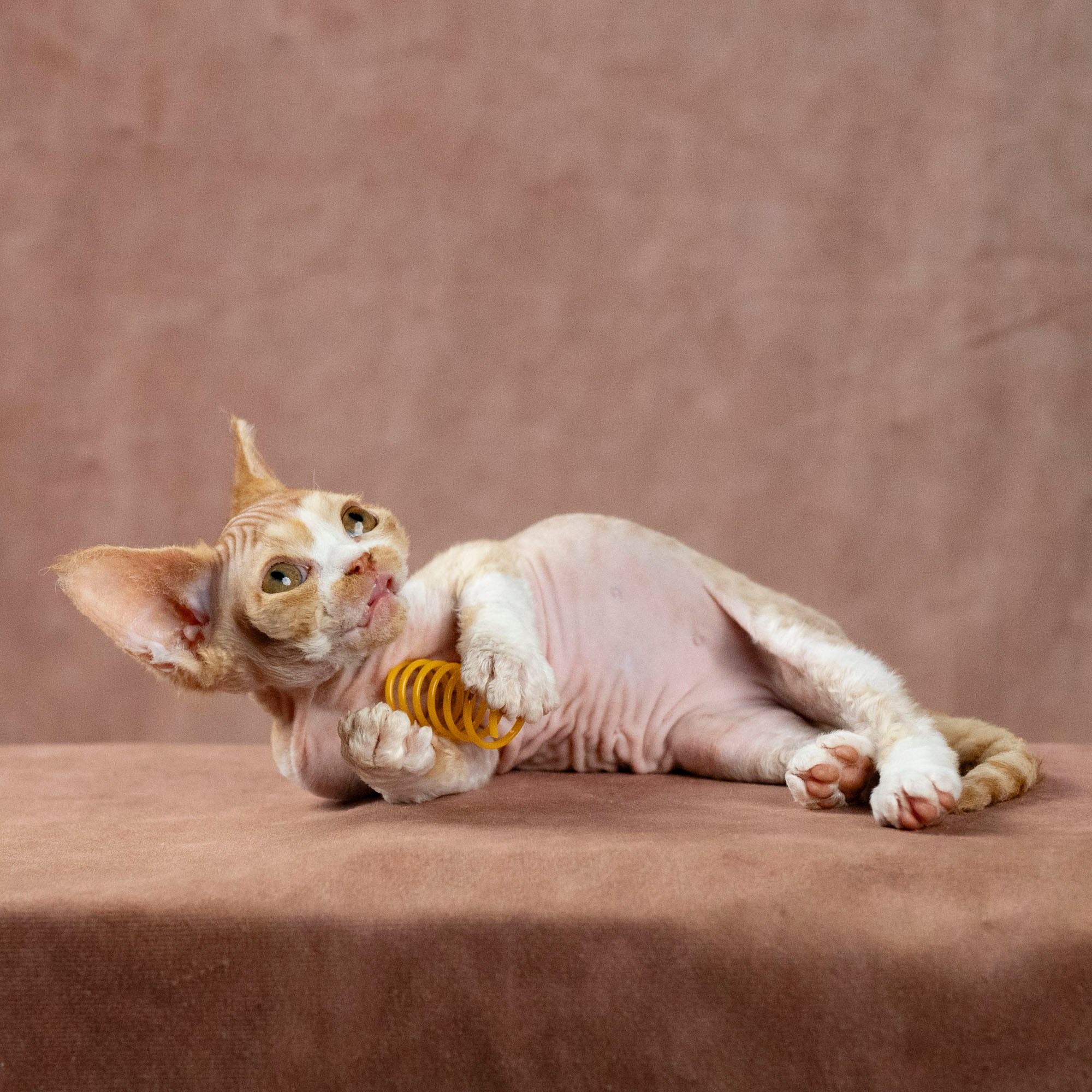 Dobby, boy. Devon Rex Pixie Cattery