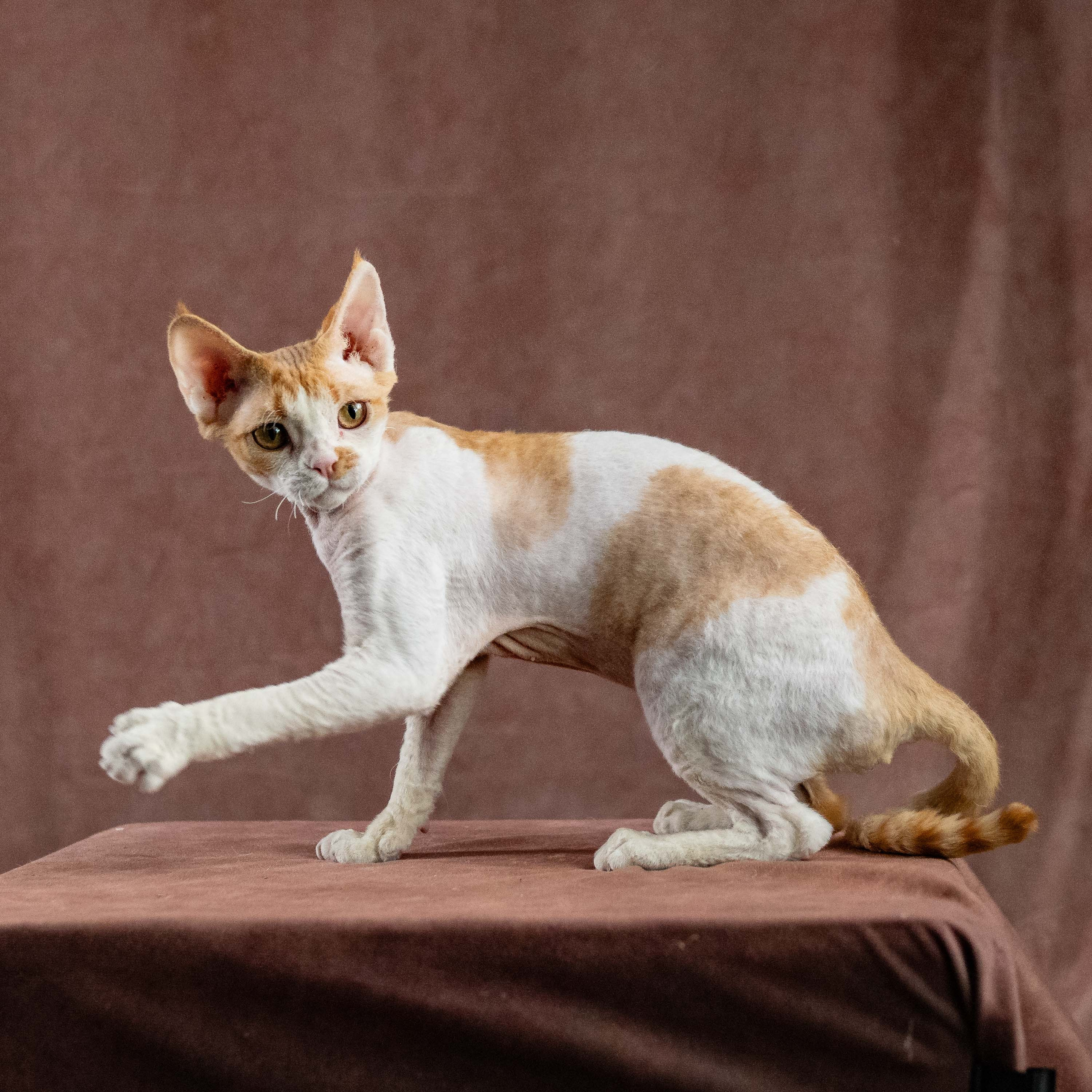 Nika. Devon Rex Pixie Cattery