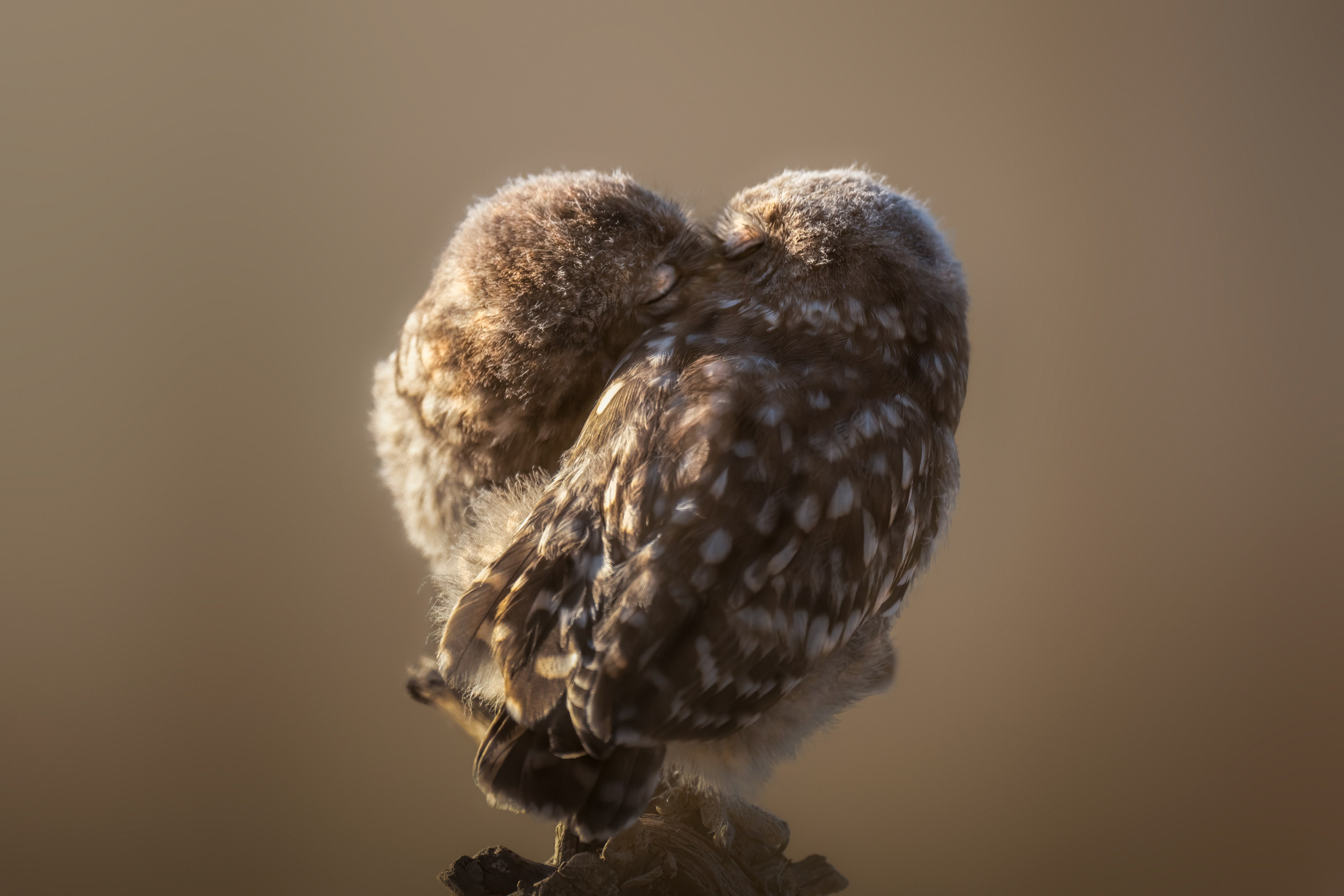 GALLERY. Fine art wildlife photographer Alexandra Surkova
