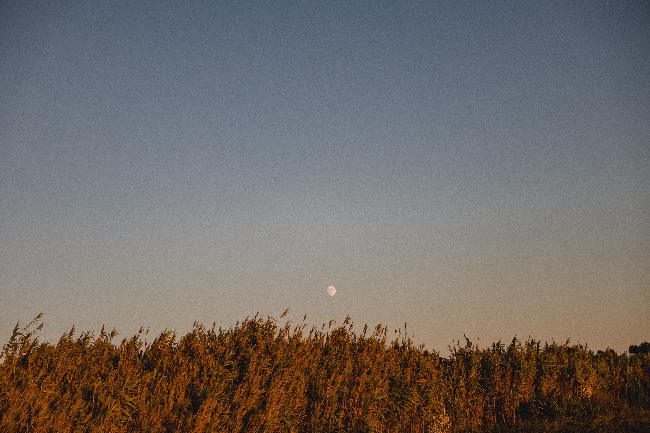 Tânia & Gui. Wedding and Family Photographer in Braga — Alexandra Mieres Fotografia