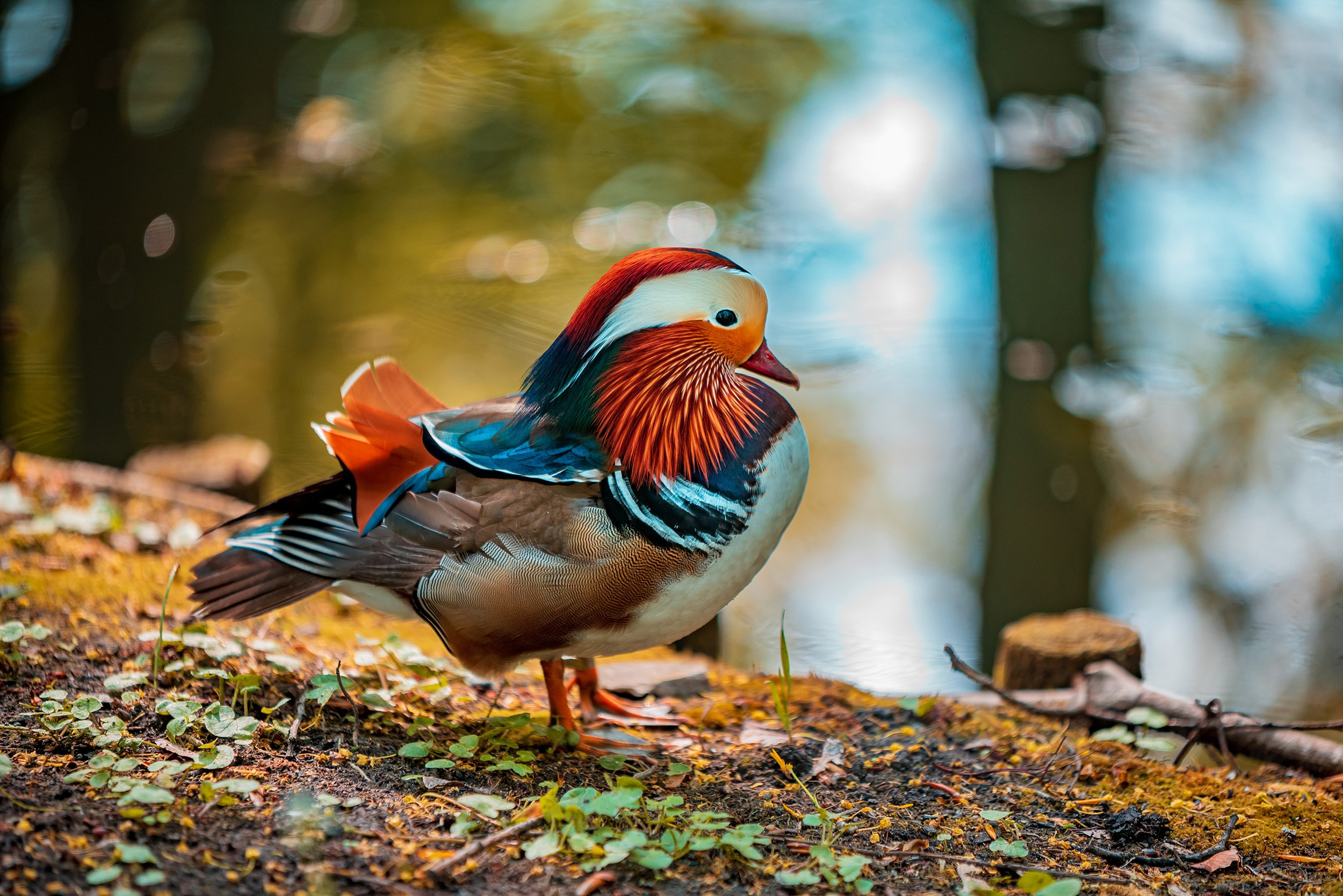 Royal Baths Park — Warsaw. Photographer in Yerevan