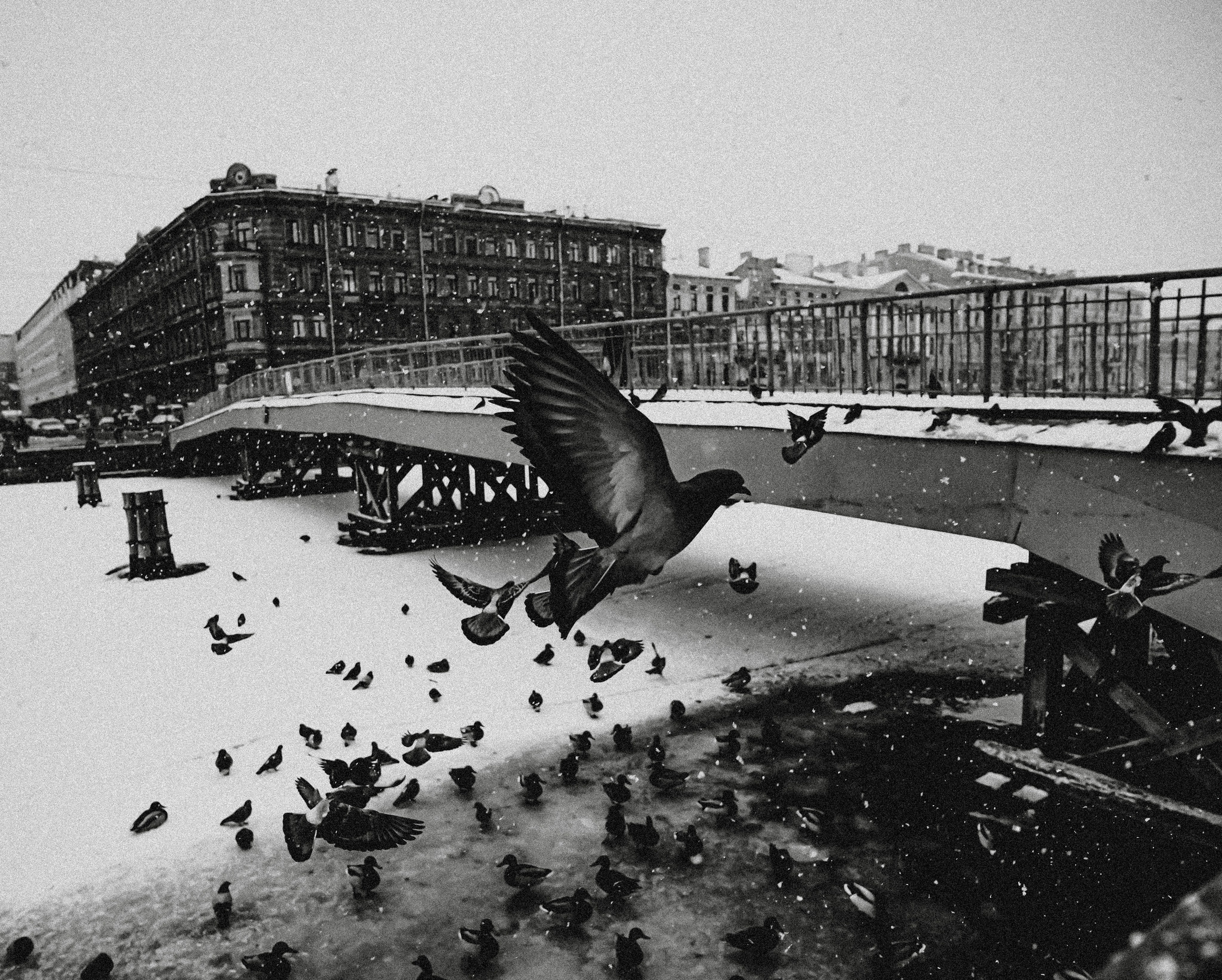 Пернатый психоз. Стрит-фотография, полная абсурда, идиотизма и красоты