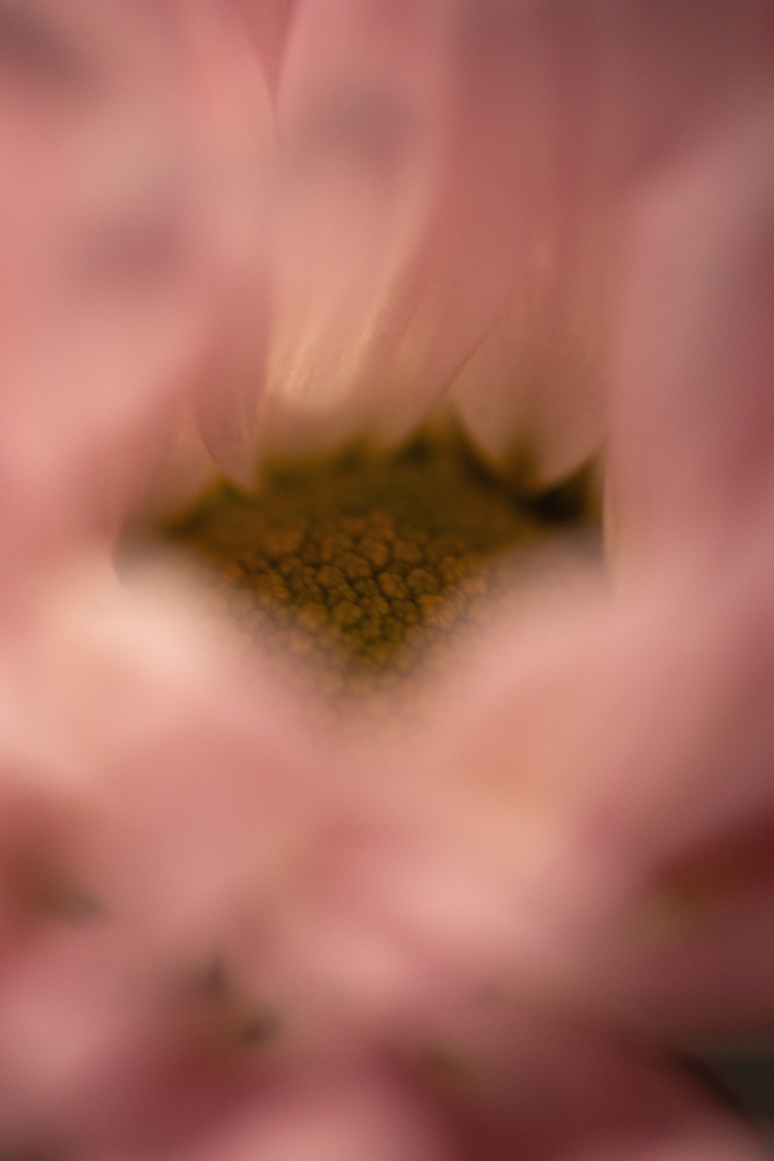 Blurry close-up of pink flower petals in warm sunlight, evoking softness and natural beauty