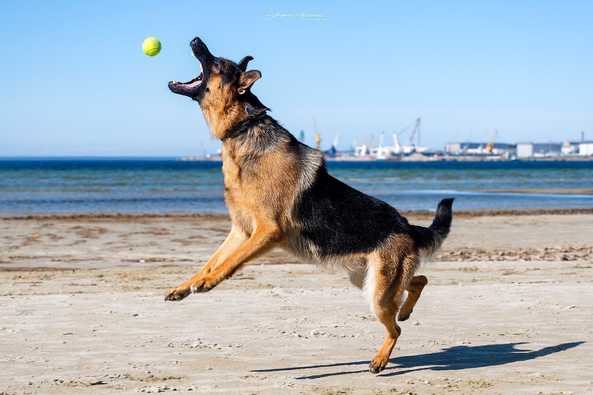 Pets. Домашние питомцы. Aleksandr Abrosimov Photography