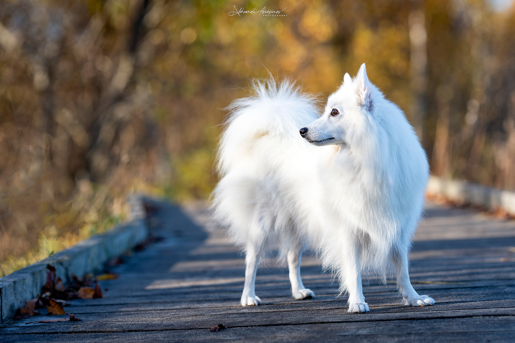 Pets. Домашние питомцы. Aleksandr Abrosimov Photography