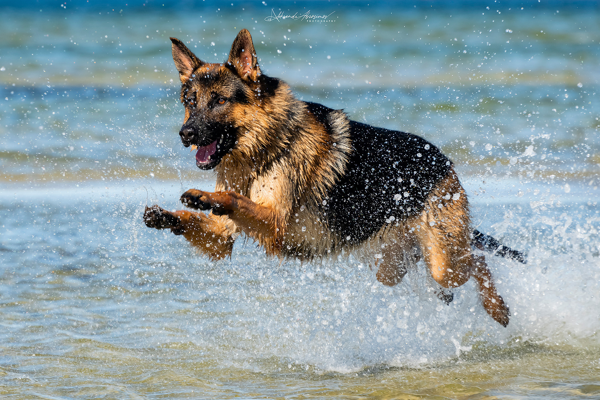 Pets. Домашние питомцы. Aleksandr Abrosimov Photography