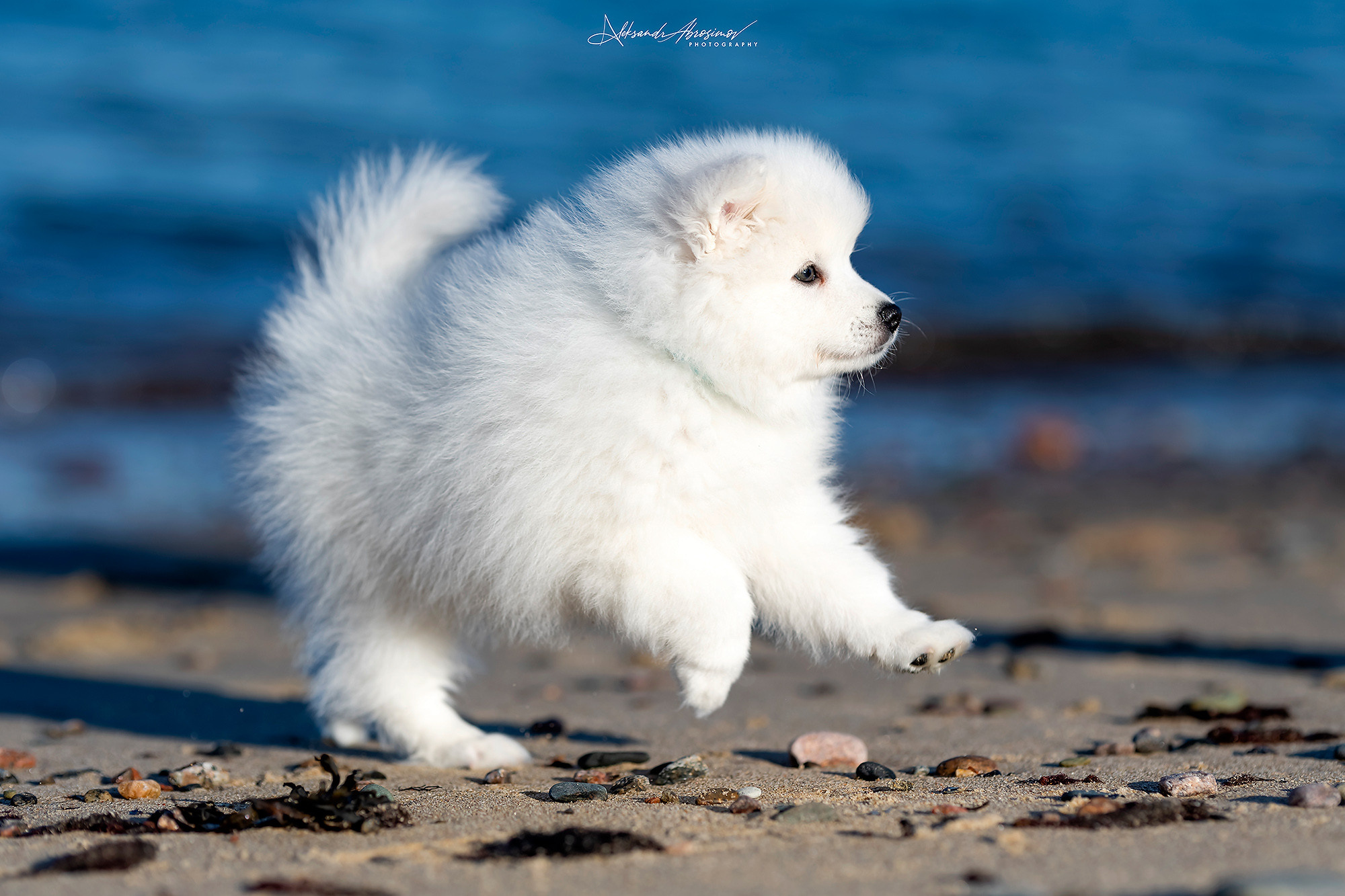 Pets. Домашние питомцы. Aleksandr Abrosimov Photography