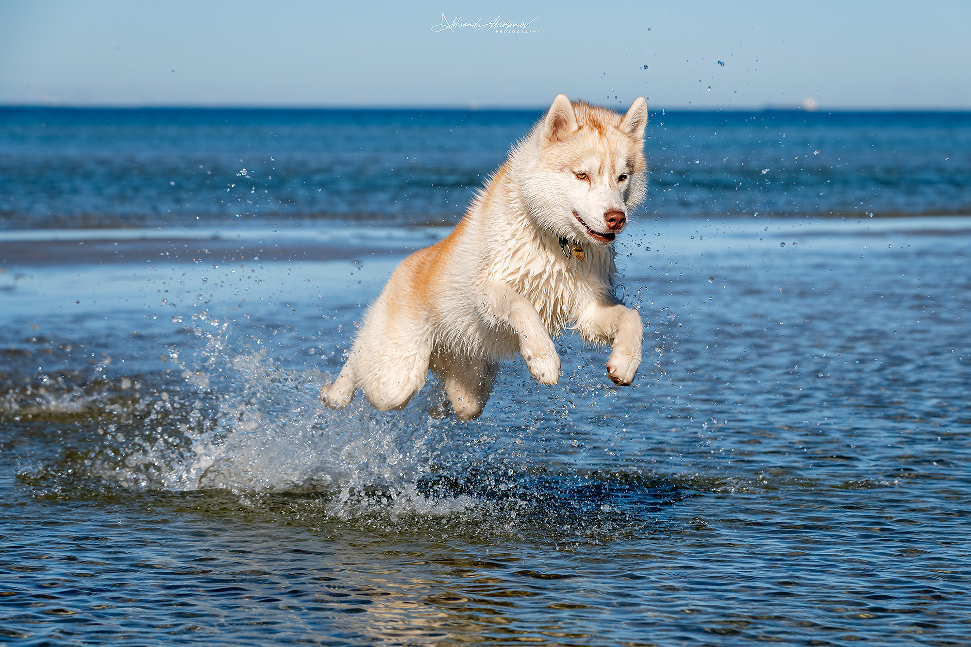 Pets. Домашние питомцы. Aleksandr Abrosimov Photography