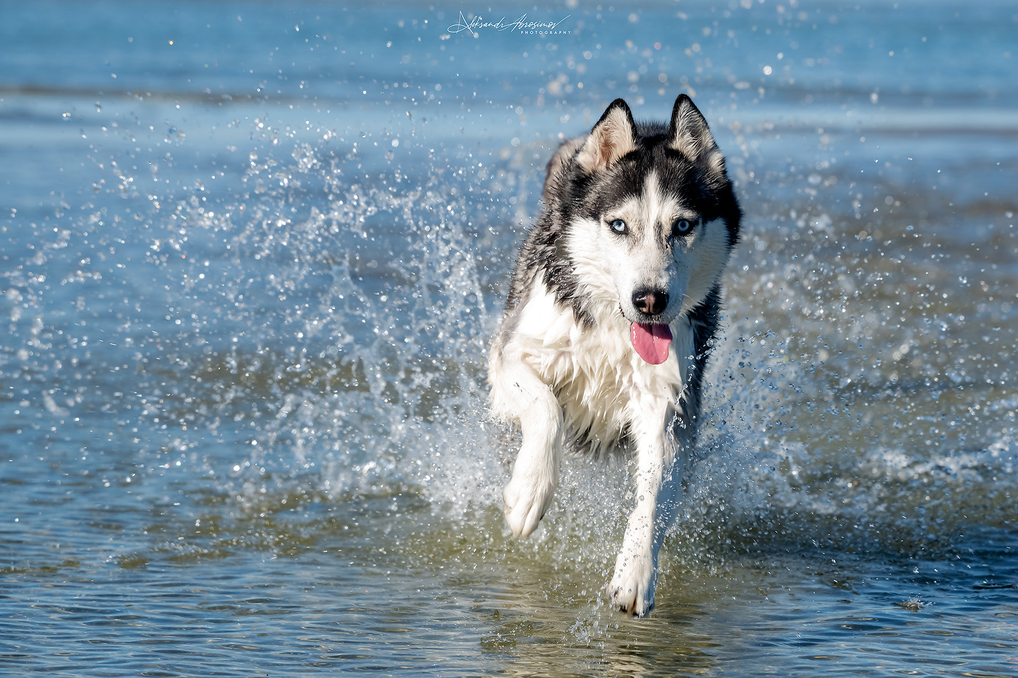 Pets. Домашние питомцы. Aleksandr Abrosimov Photography