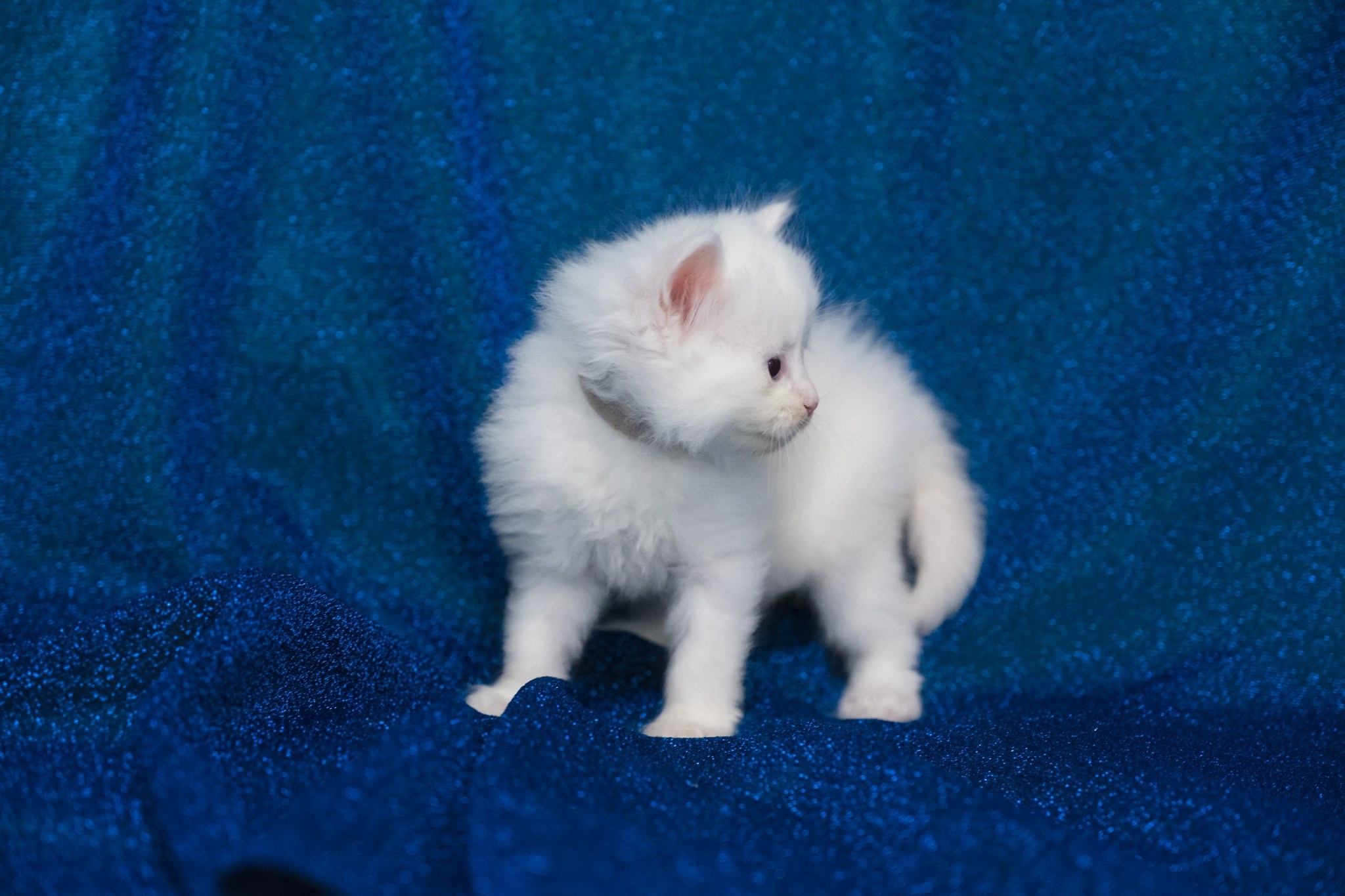 N-Alcor. SIBERIALIS: Katzenzucht von Sibirischen und Neva Masquarade Katzen