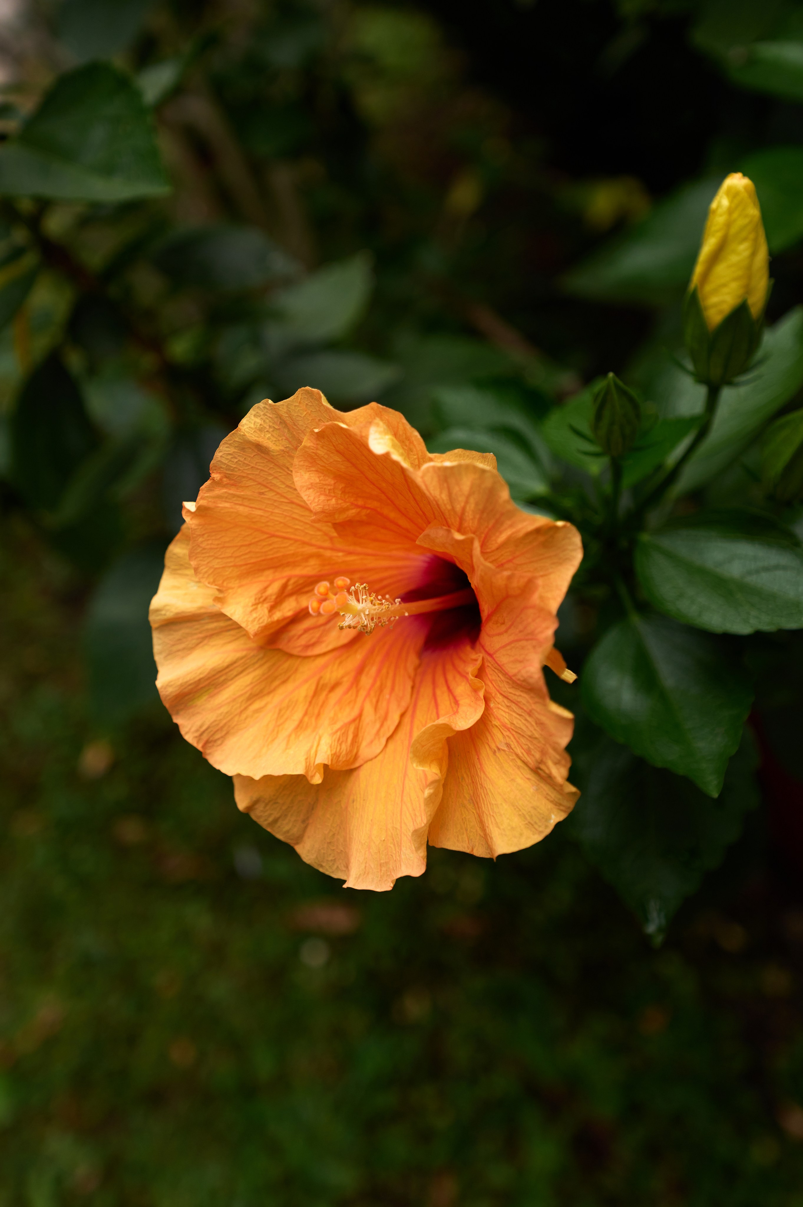 Природа. Photographer Нелли Биева