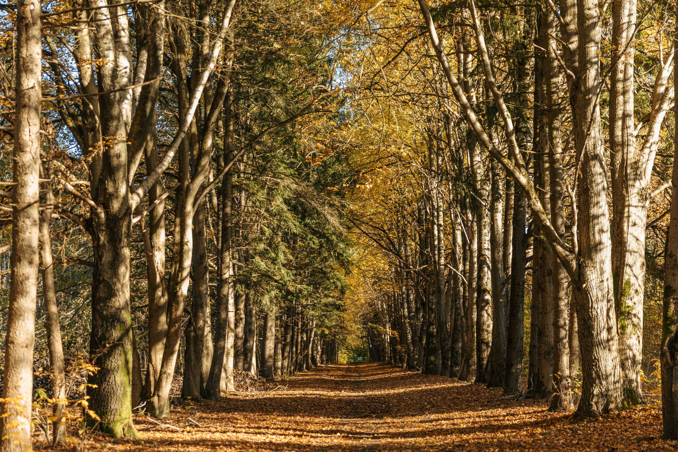 Best Autumn Photoshoot Locations in Vilnius: Top Spots to Capture the Fall Colors. Framed by Evelina | Destination Wedding Photographer from Lithuania | Europe