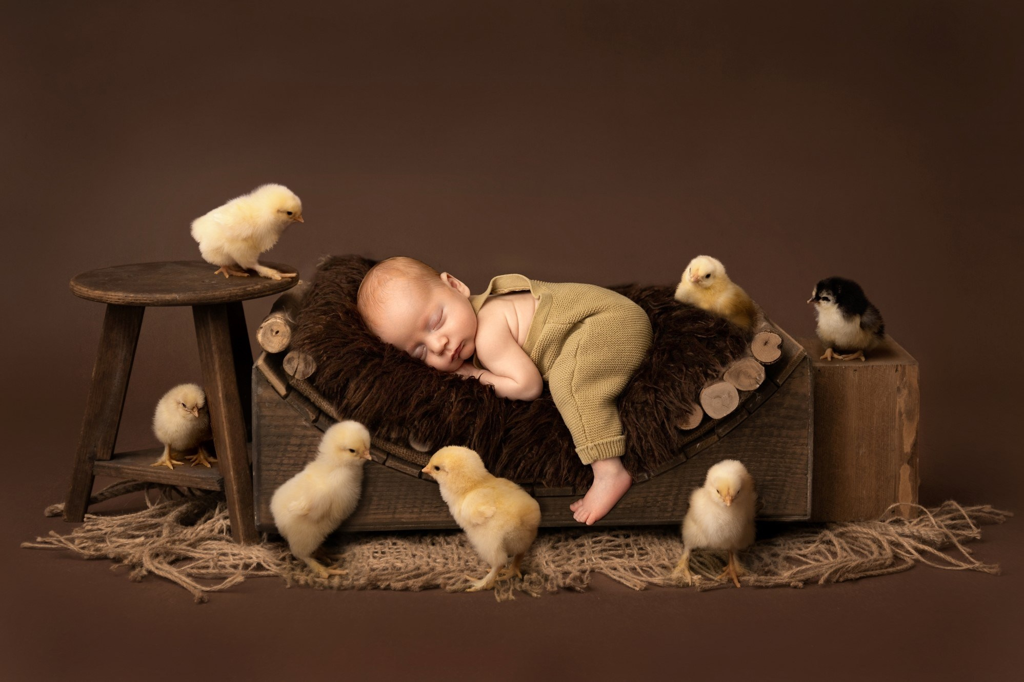 newborn and chicks, digital background