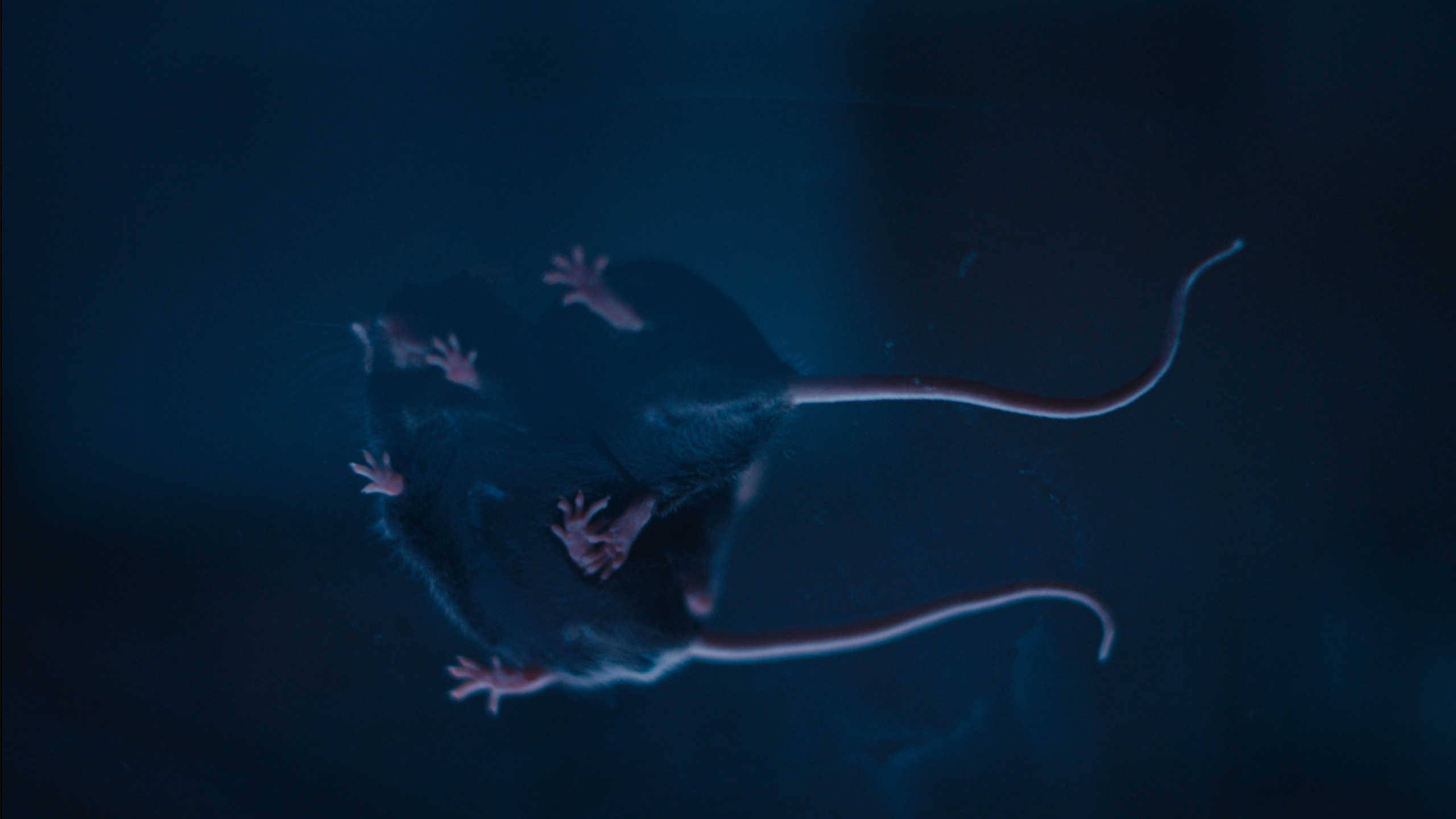 Longevity. Singularity Film