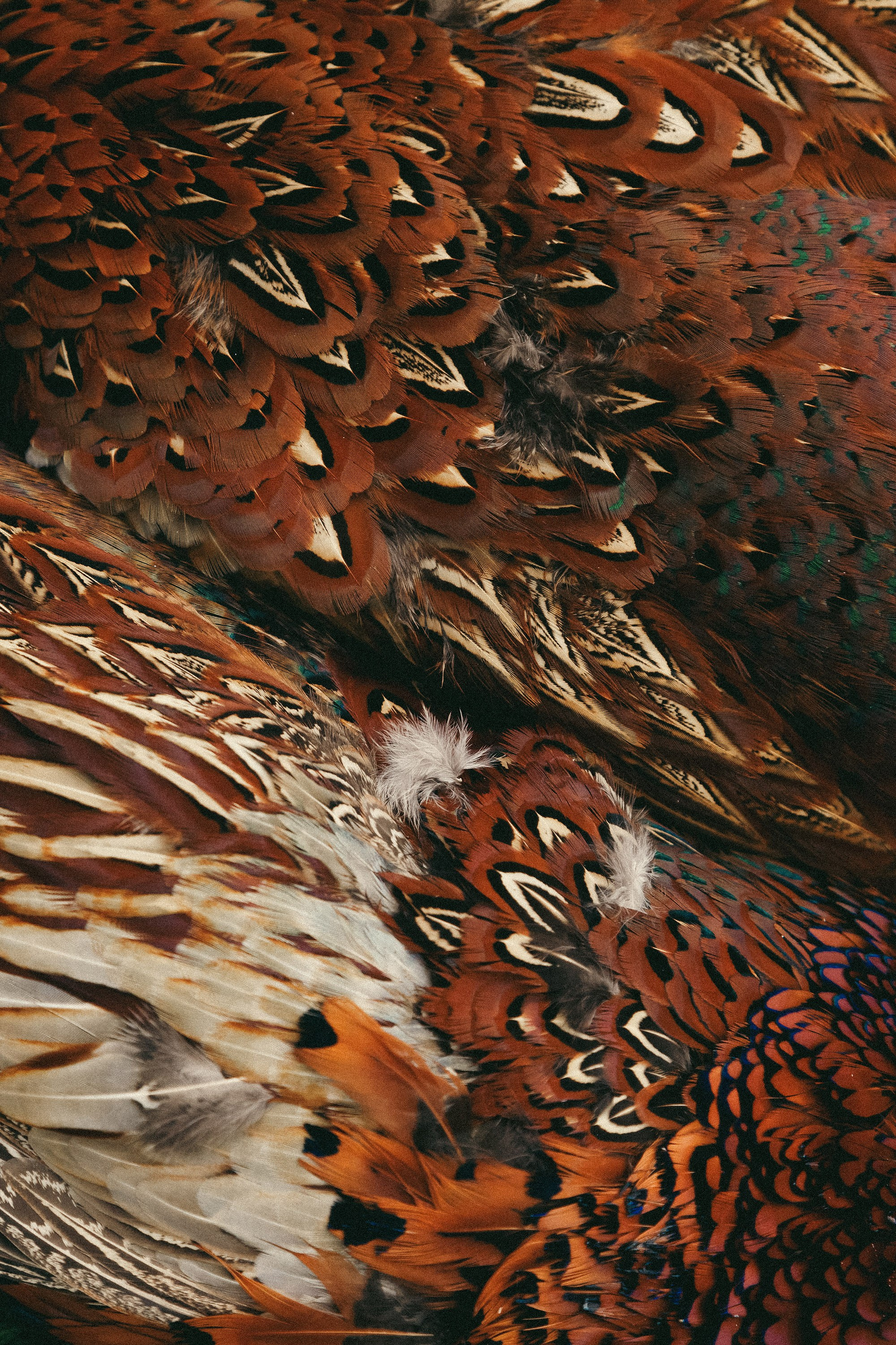 Salperton | Family Photographer in London and Kent