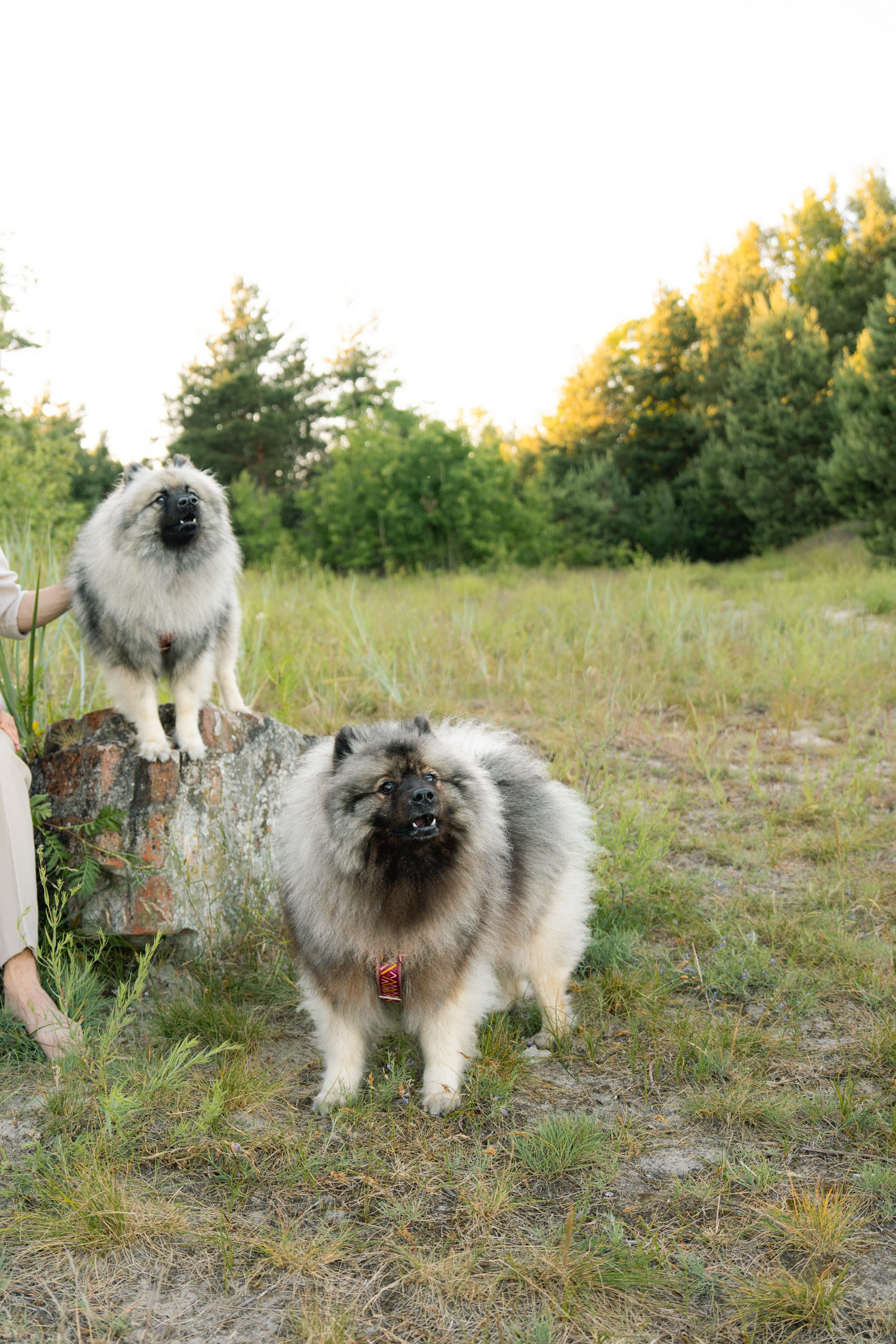 Rūta, Mindaugas, Yuma ir Meila. Vita Klimaševska ○ Fluffy Soulmate Photography