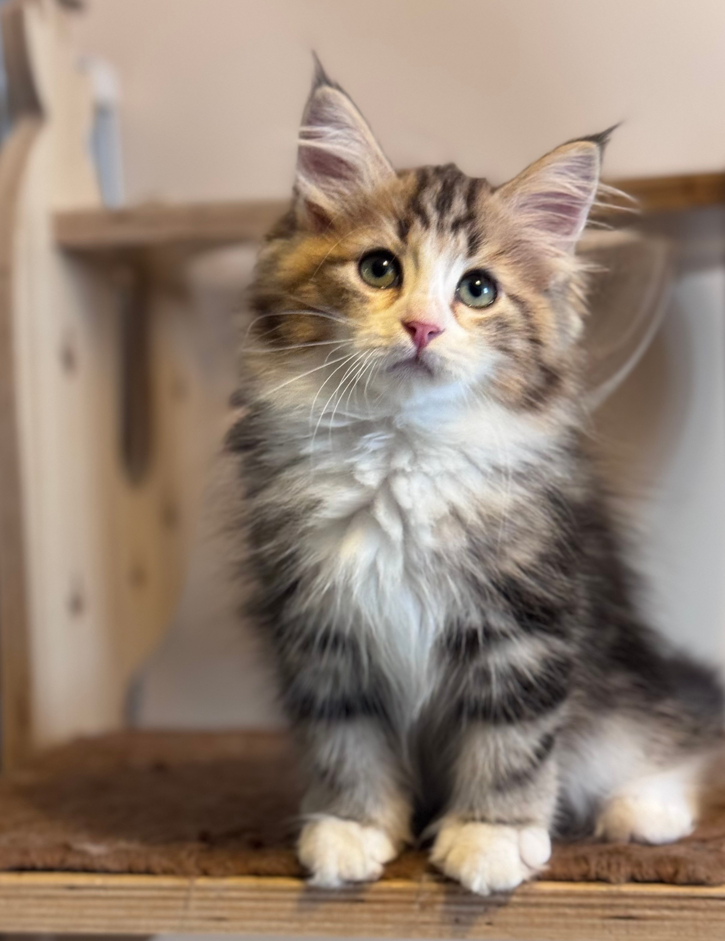  Reserved - Tatiana - 2.5 months old - brown tabby and white tabby female