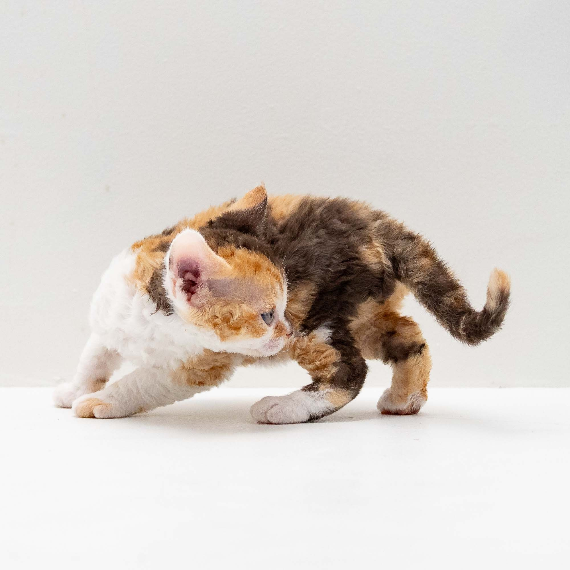 Sepulka,  girl, born on 01.18.25. Devon Rex Pixie Cattery