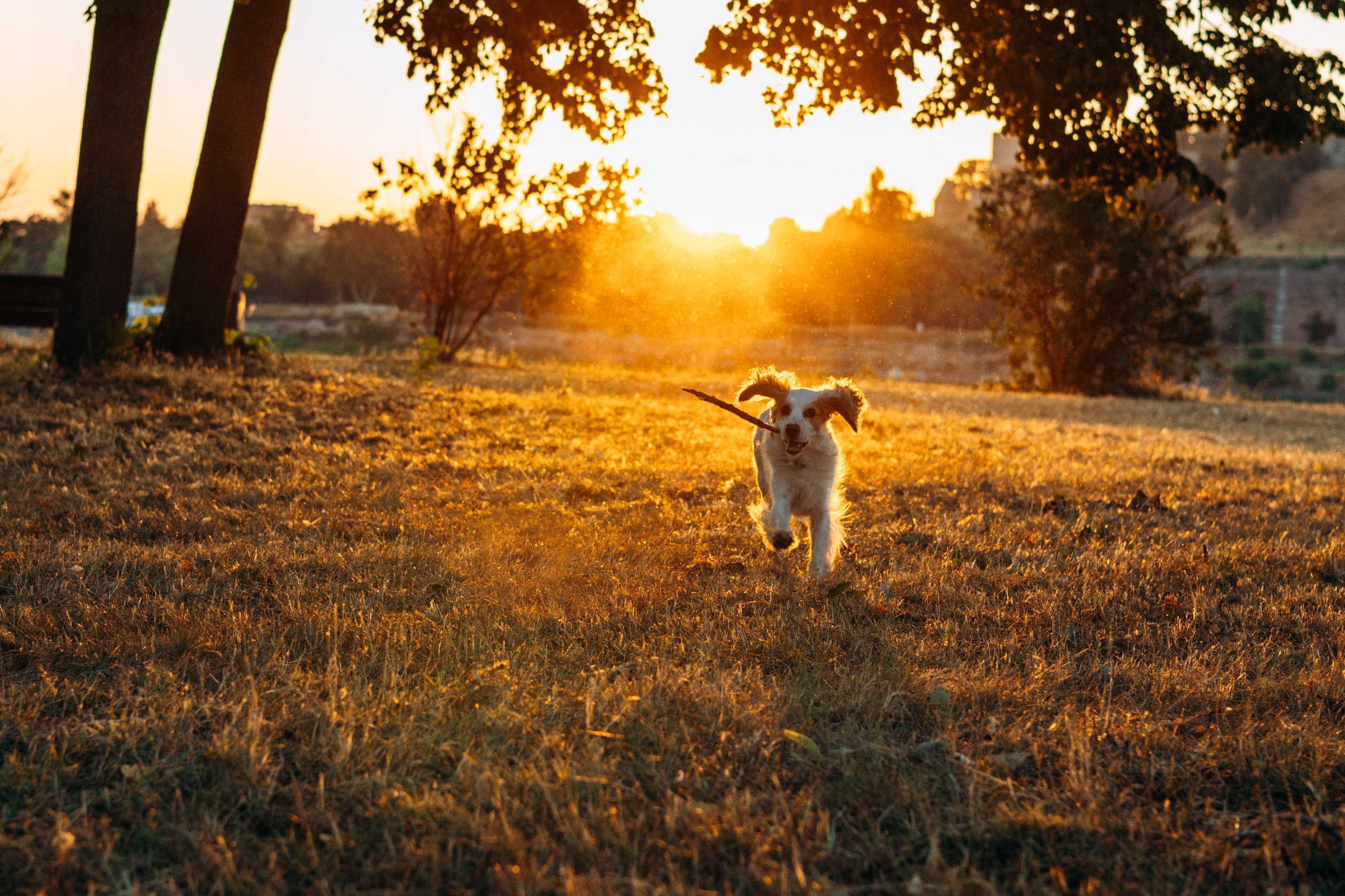 Софья и Арья. Фотограф-анималист | Белград