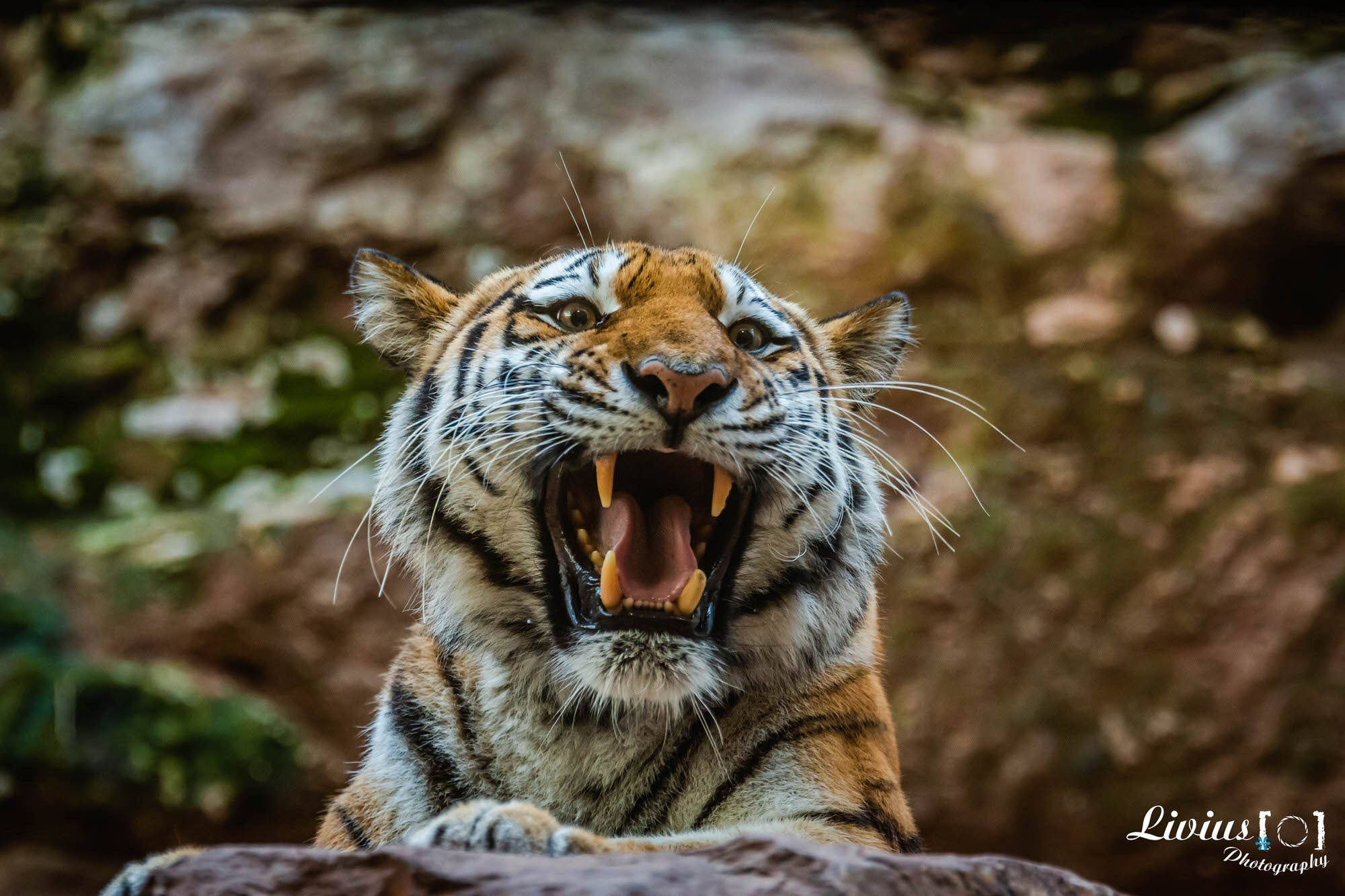 Tierpark Nürnberg. FOTO KREATIV