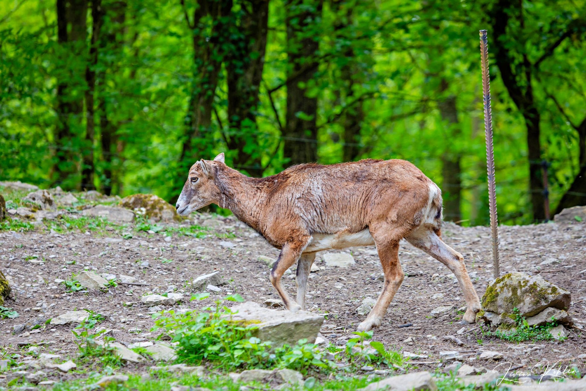 Wildpark Bad Mergentheim. FOTO KREATIV