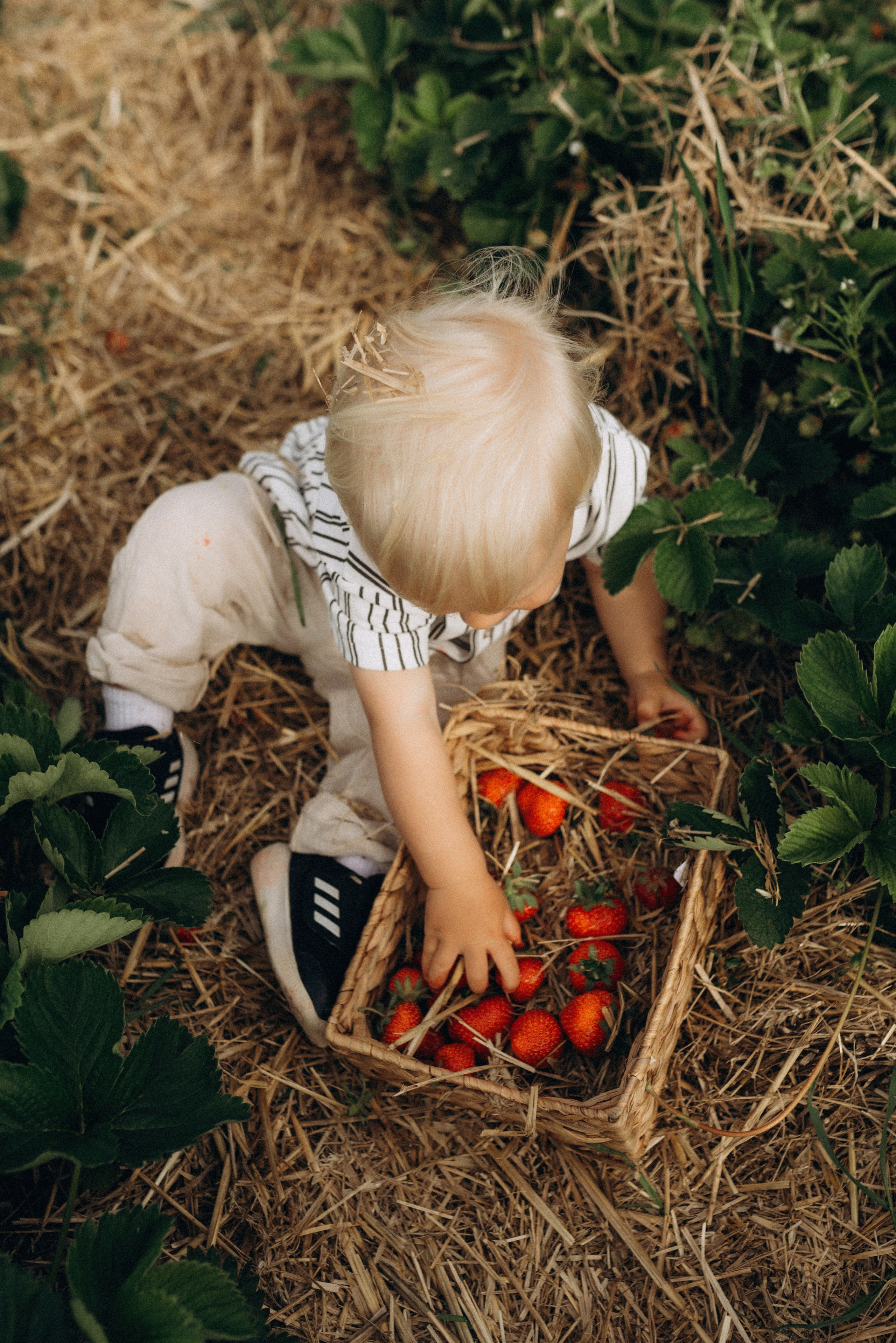 Семейная фотосессия в клубнике. Семейный фотограф Лейпциг, Германия