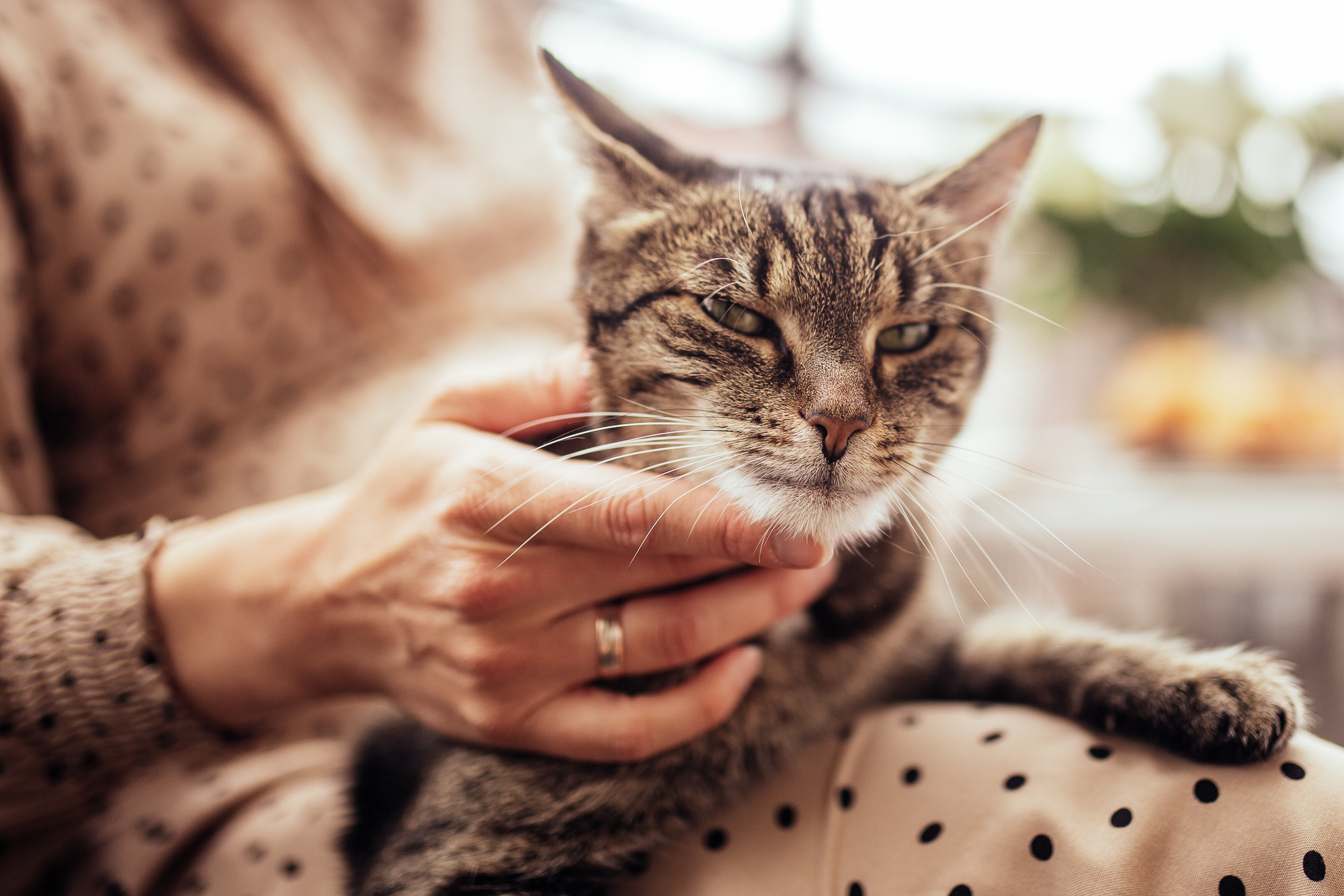 Babybauch und süße Katze. Hochzeitsfotografie in Berlin Nataliia Schütze