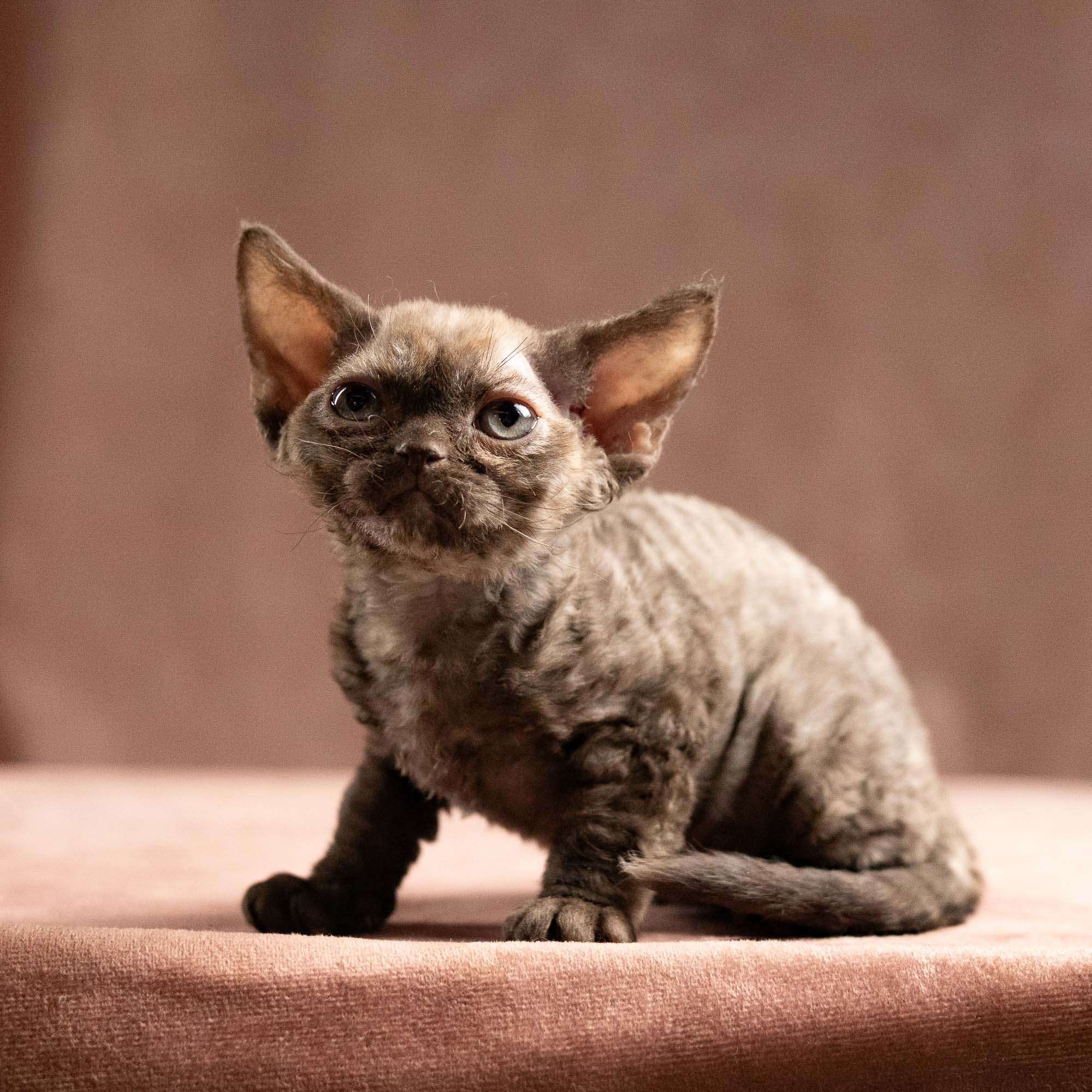 Olivia, girl, born 02.08.26. Devon Rex Pixie Cattery