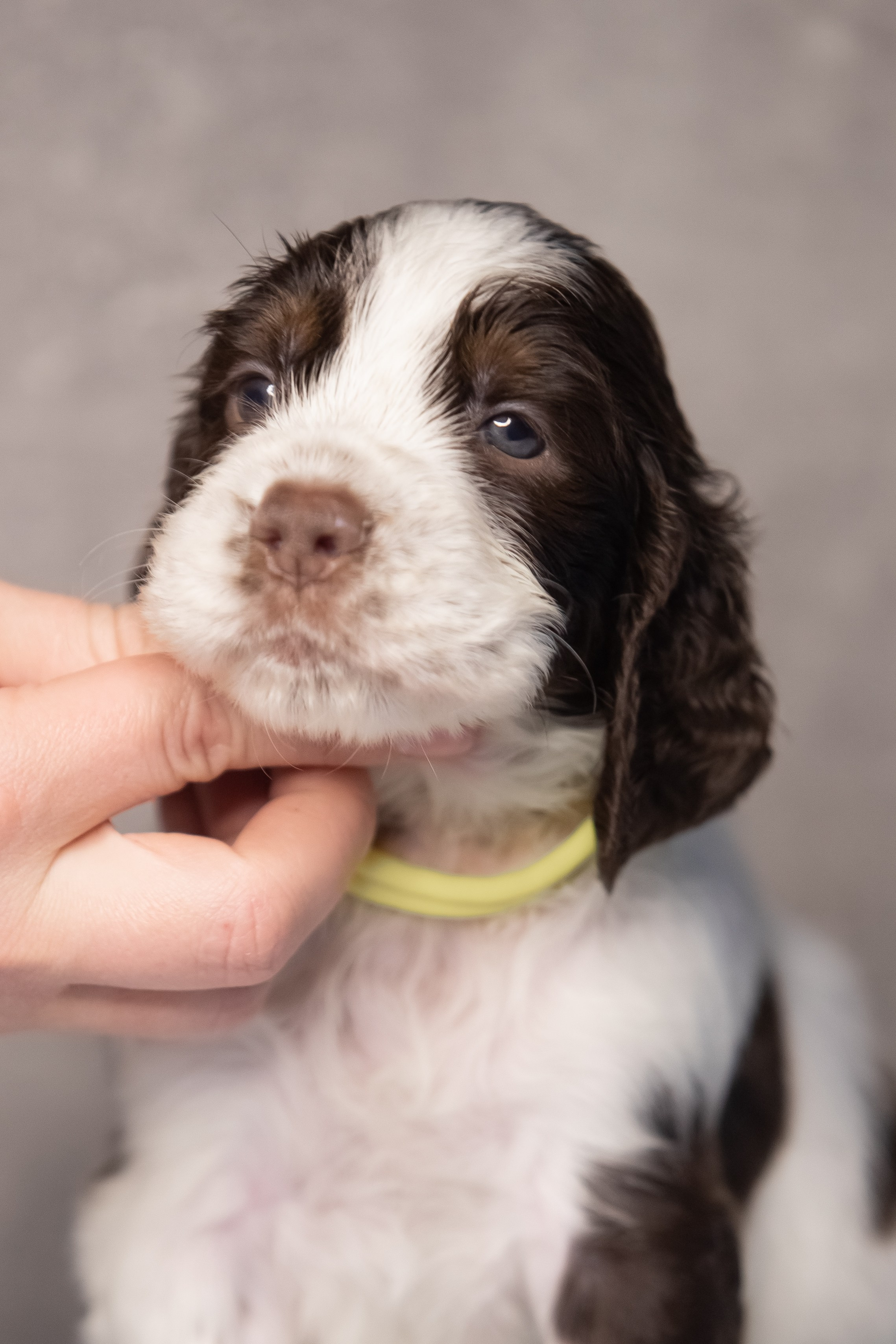 Male — Yellow collar 💛. Website of the titled stud dog of the Springer Spaniel breed