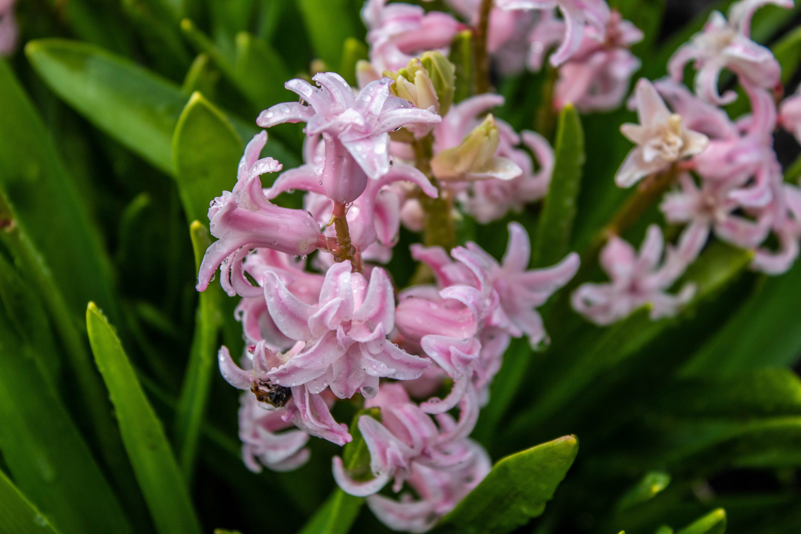 Cluster of vibrant pink hyacinth flowers in bloom.