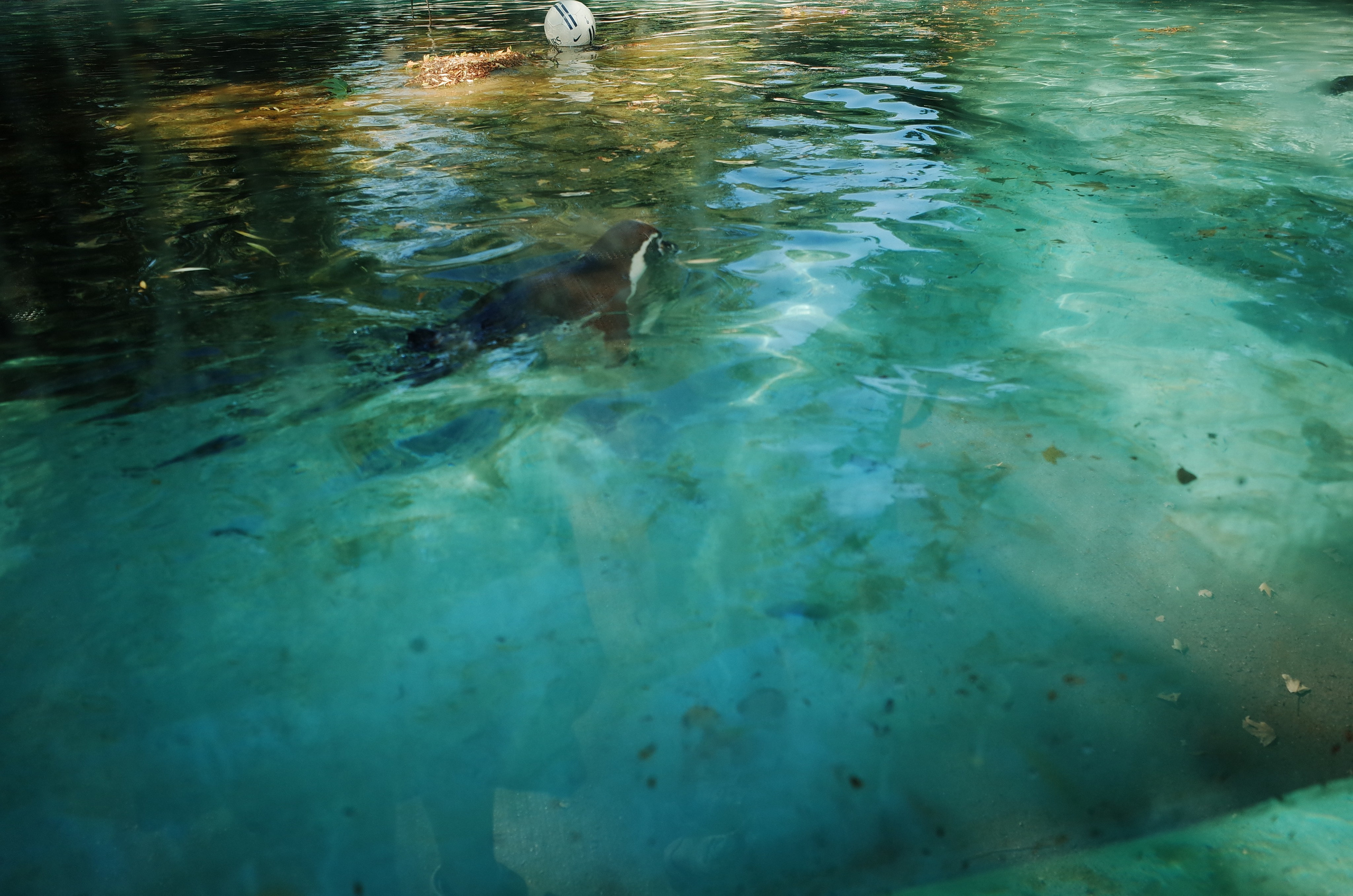 Little penguins. London zoo. Victoria Dini Photography