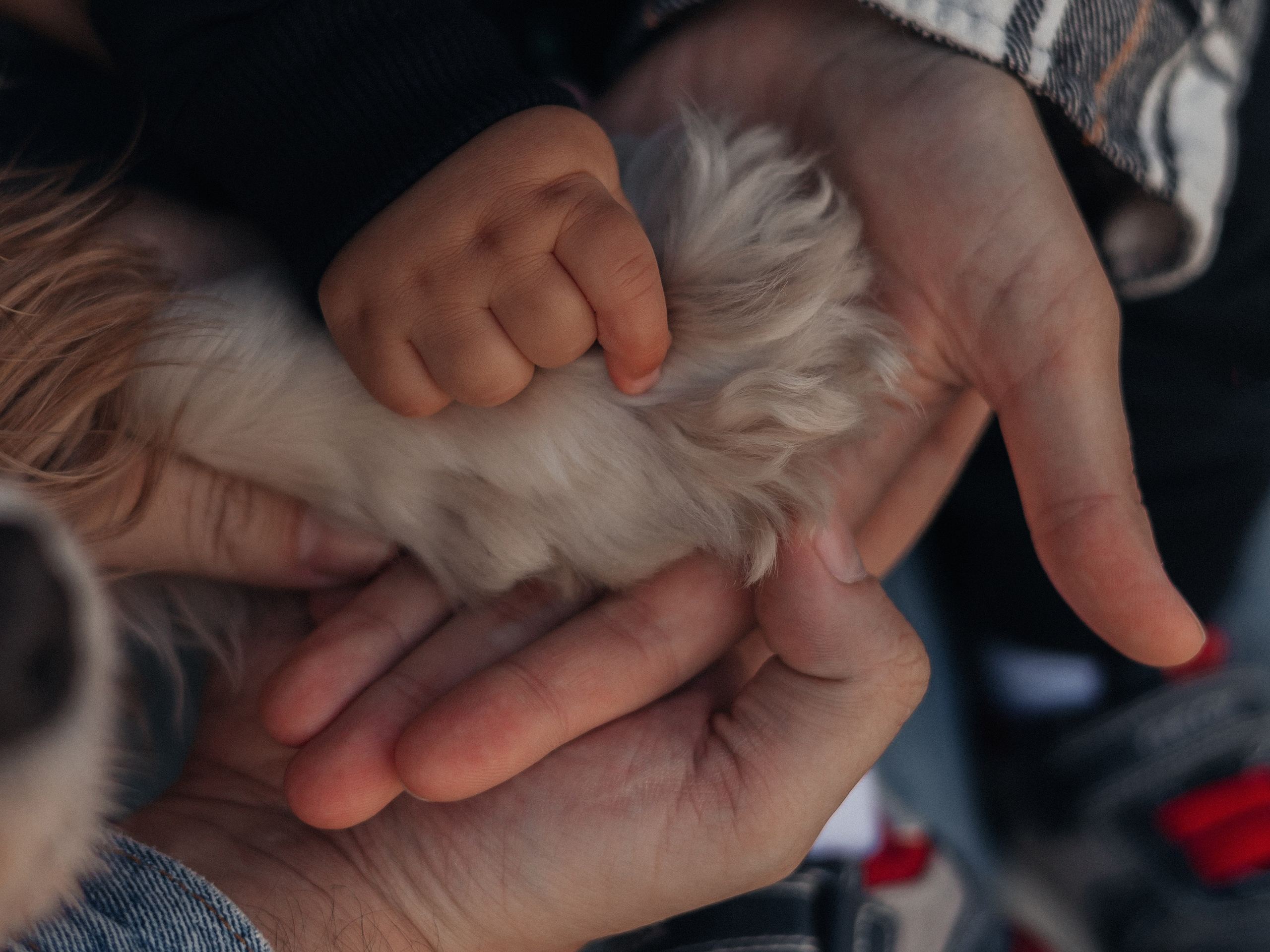 Настя, Филипп, Джованни и Риччи. Семейный фотограф в Таллинне Дарья Кивимейстер
