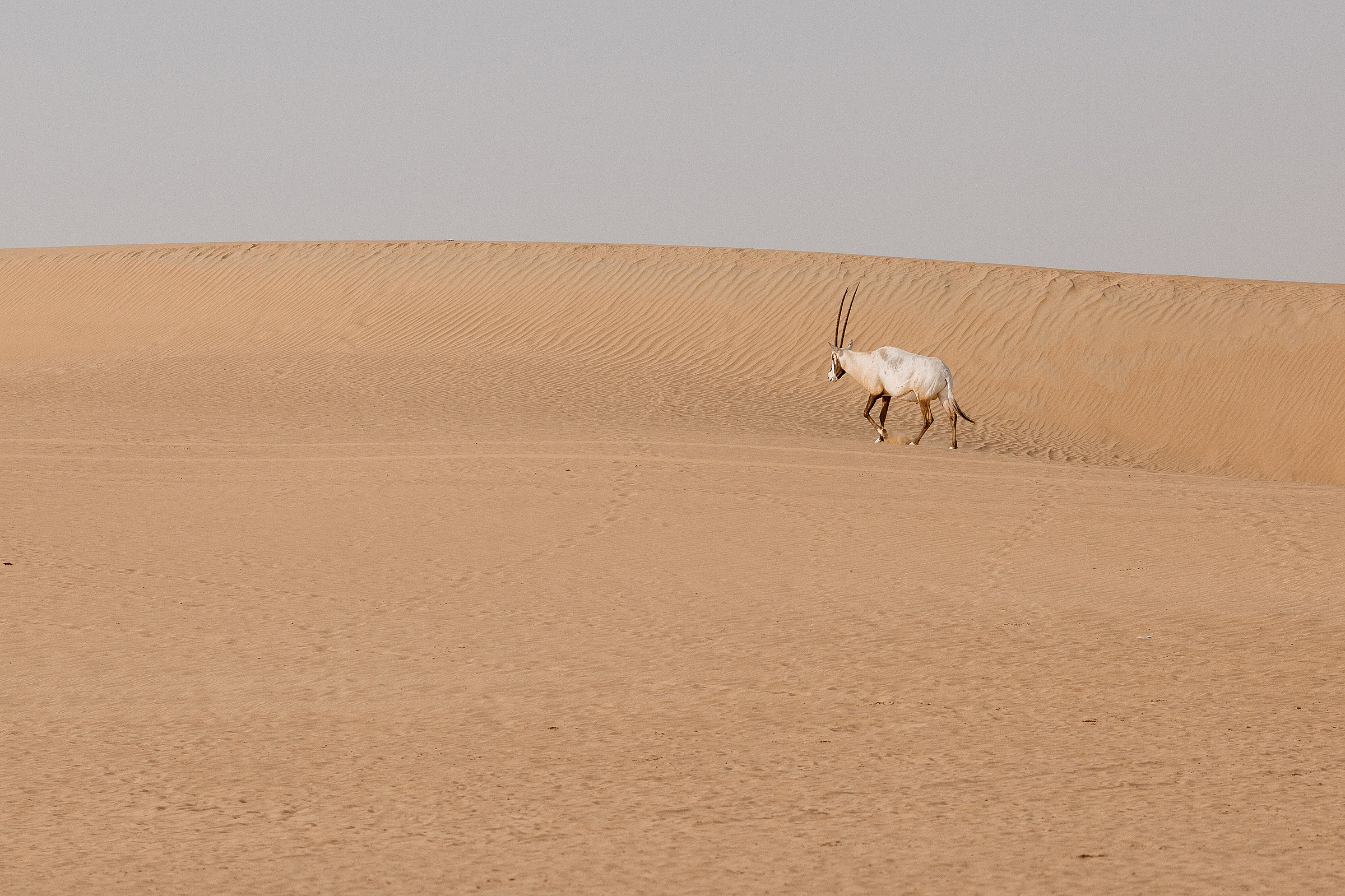Alisa in Desertland. Портретний та весільний фотограф Надія Онода