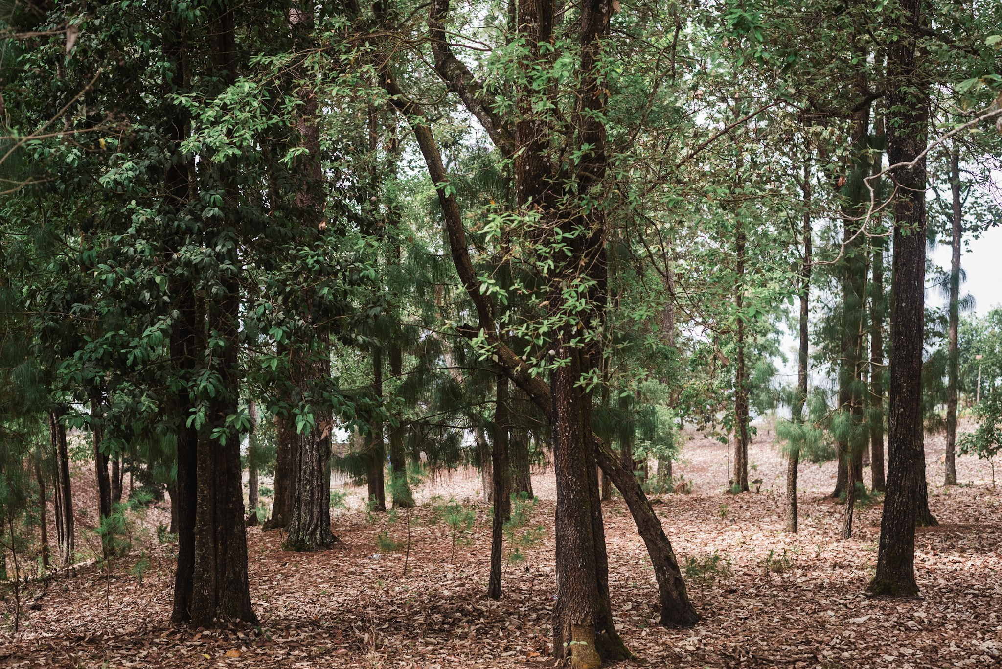 Bosques de San Cristóbal. 2025. Fotógrafo en Villahermosa | ERALPUCHE