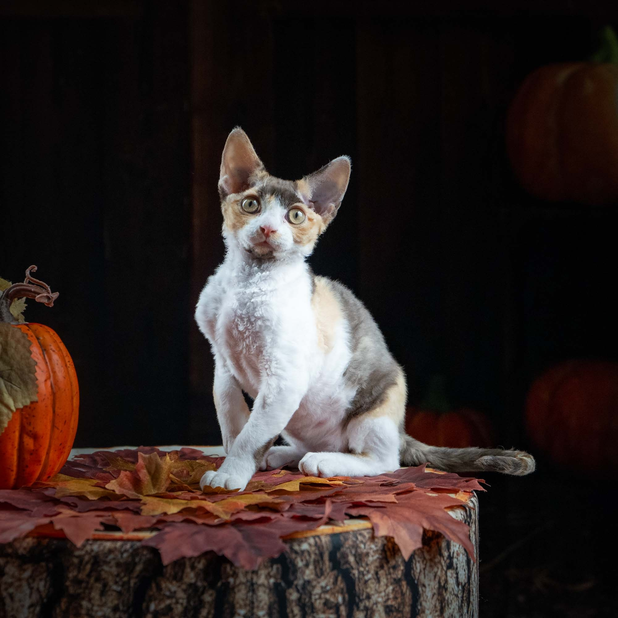 Dixie, girl, born on 06.06.24 SOLD. Devon Rex Pixie Cattery