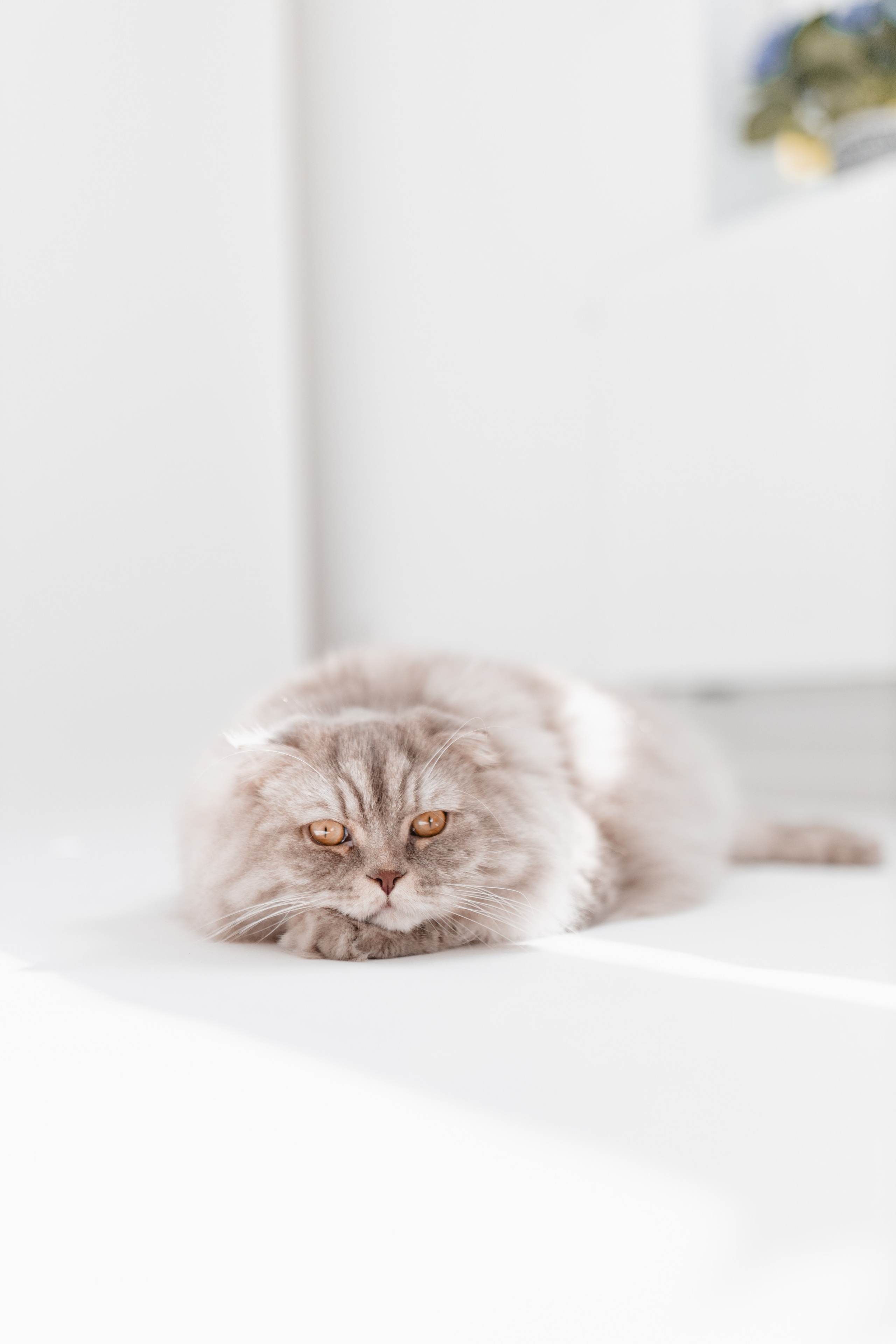 Babybauch Shooting im Fotostudio | Schwangerschaftsfotos in Bochum. Hochzeitsfotografin Bochum | Halyna Reiche Fotografie NRW