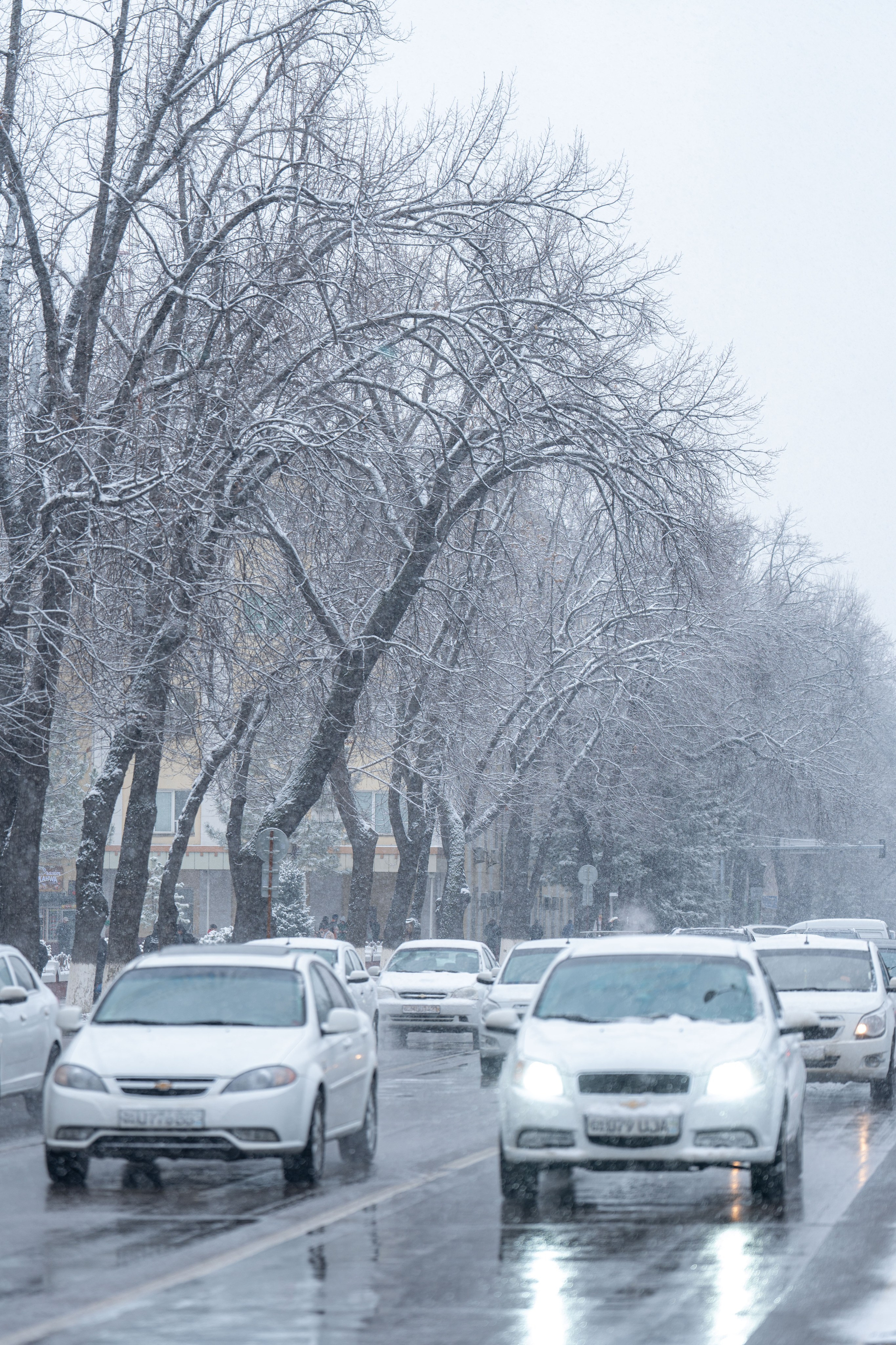 Первый снег в 2024 году. Георгий Намазов | Фотограф в Ташкенте