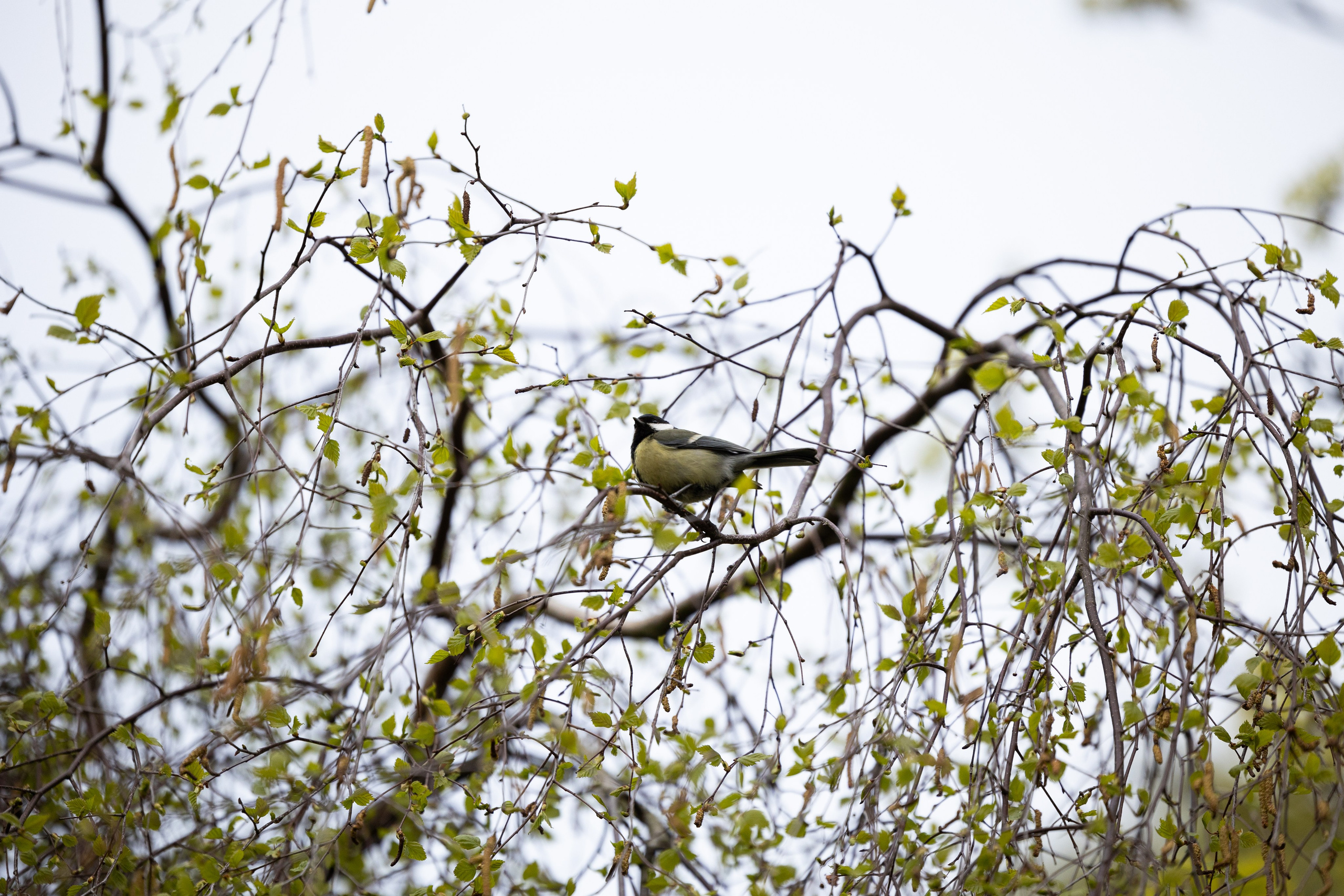 Forår. Fotograf Aarhus | Portrætfoto Århus | Flotte billeder