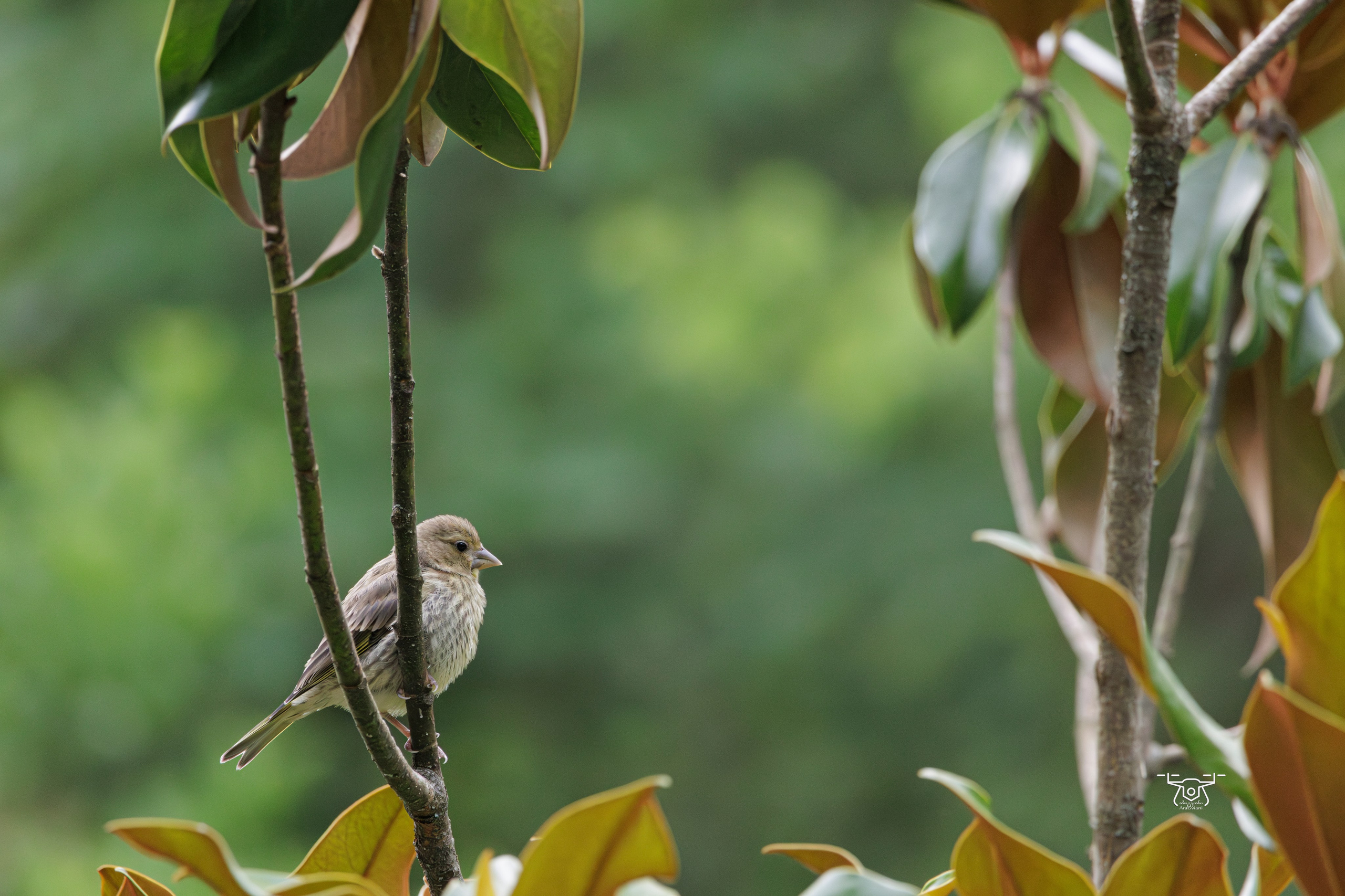 ბუნება. FramefreeMan