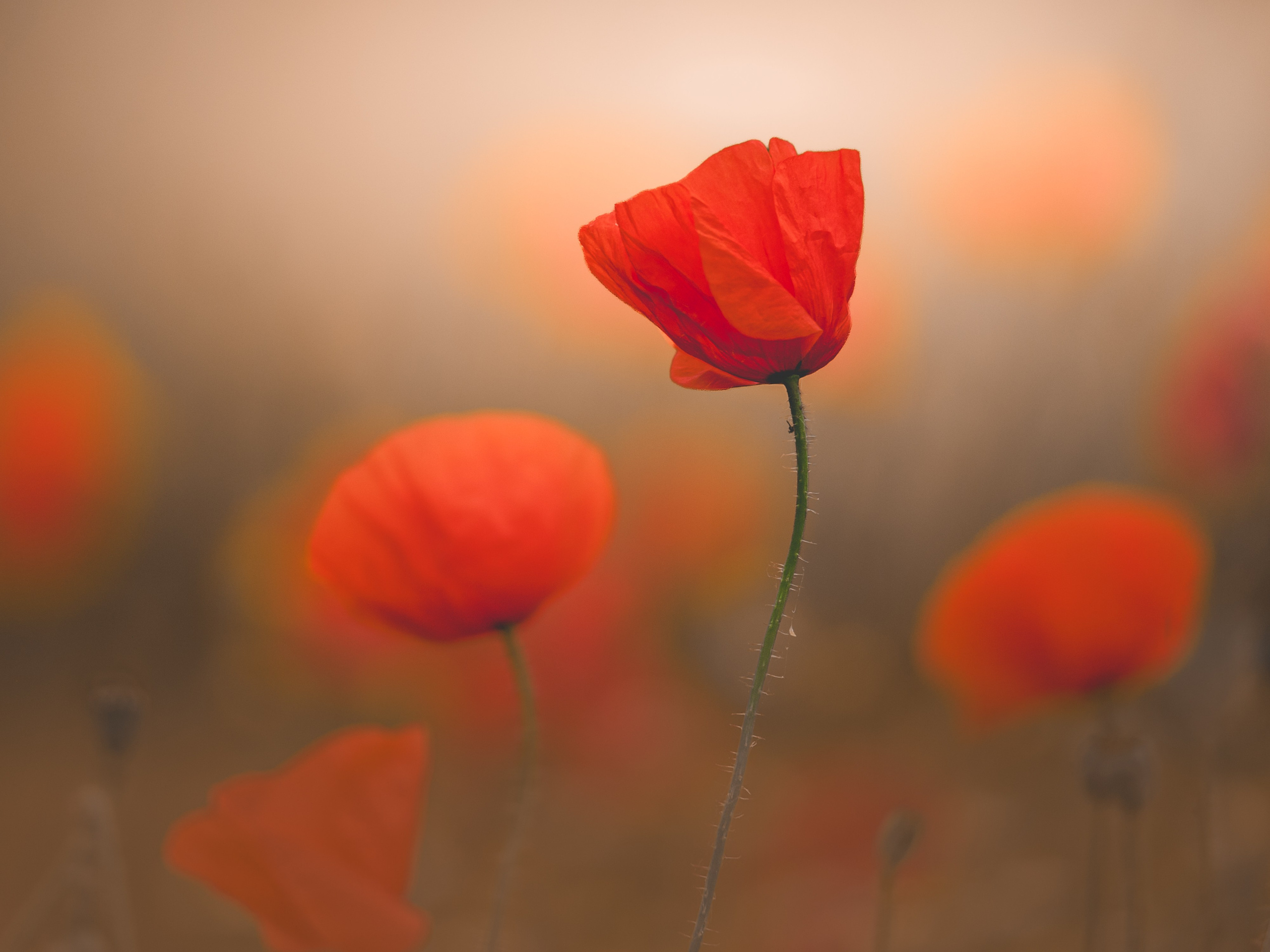 Intimate Landscapes. Nature Photographer and Videographer from Germany