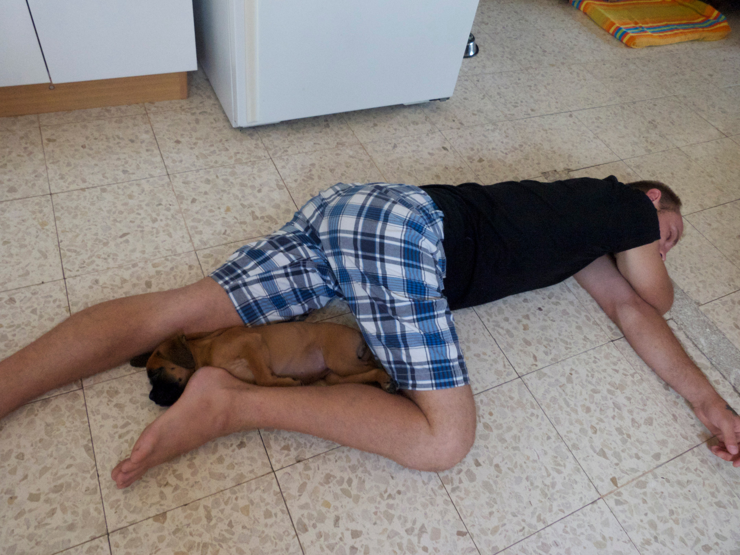 My ״Star״ Boxer Dog