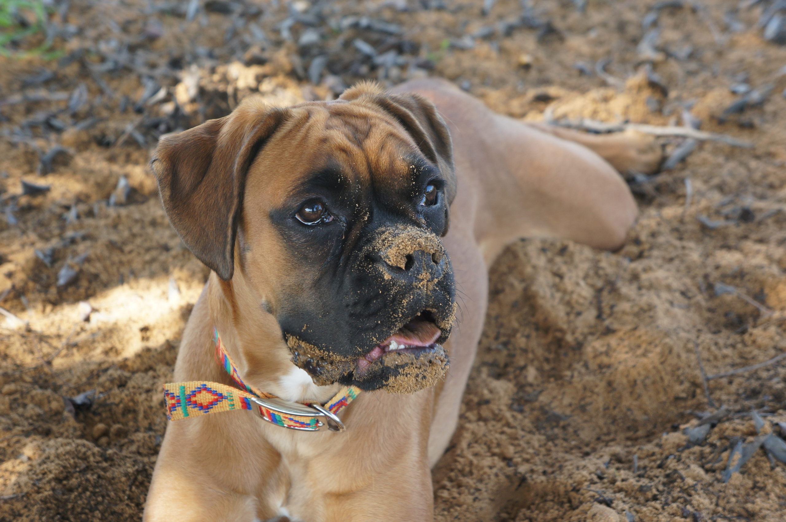 My ״Star״ Boxer Dog