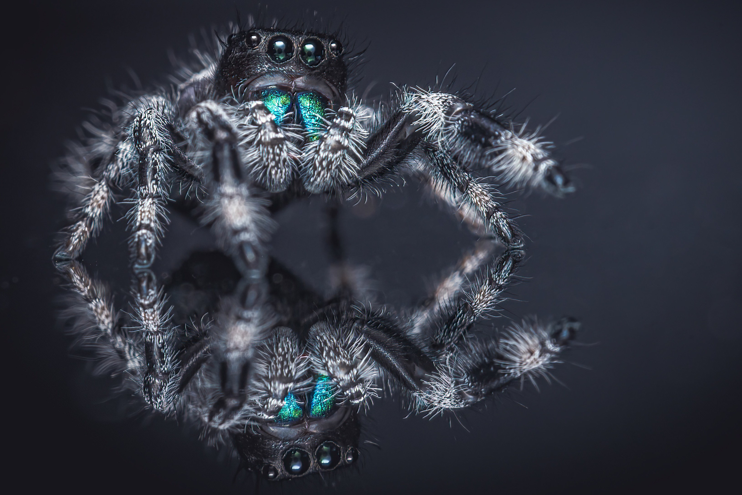 Portfolio. Creative Macro Photographer & Content Creator in Birmingham, UK — Lee Hall