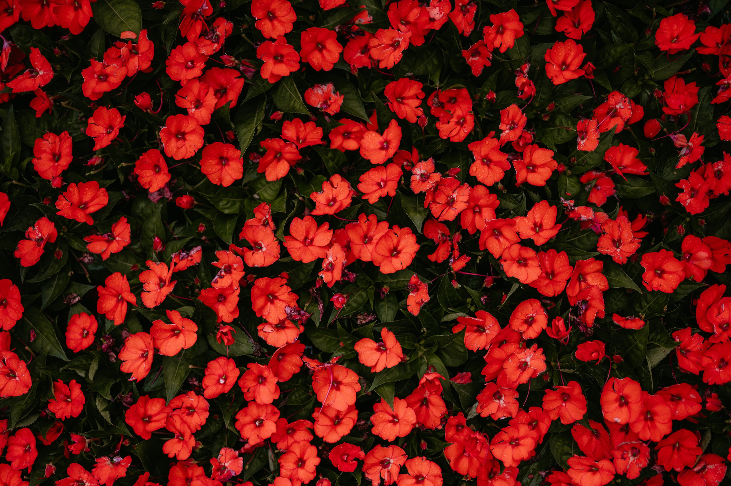 Flavio si Sarona. Valentin Melen — wedding photographer