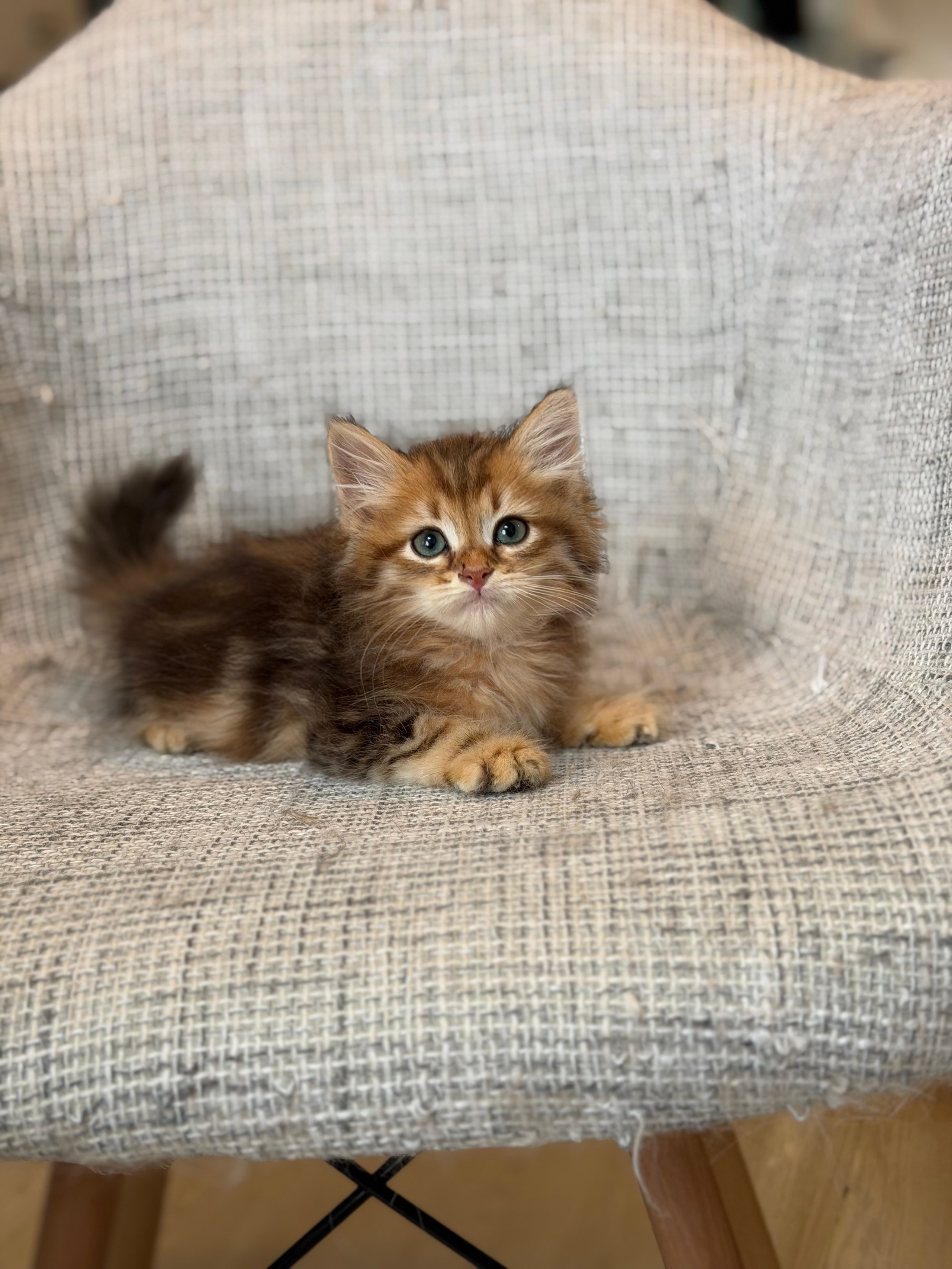 Reserved Ferris Golden Tabby Male